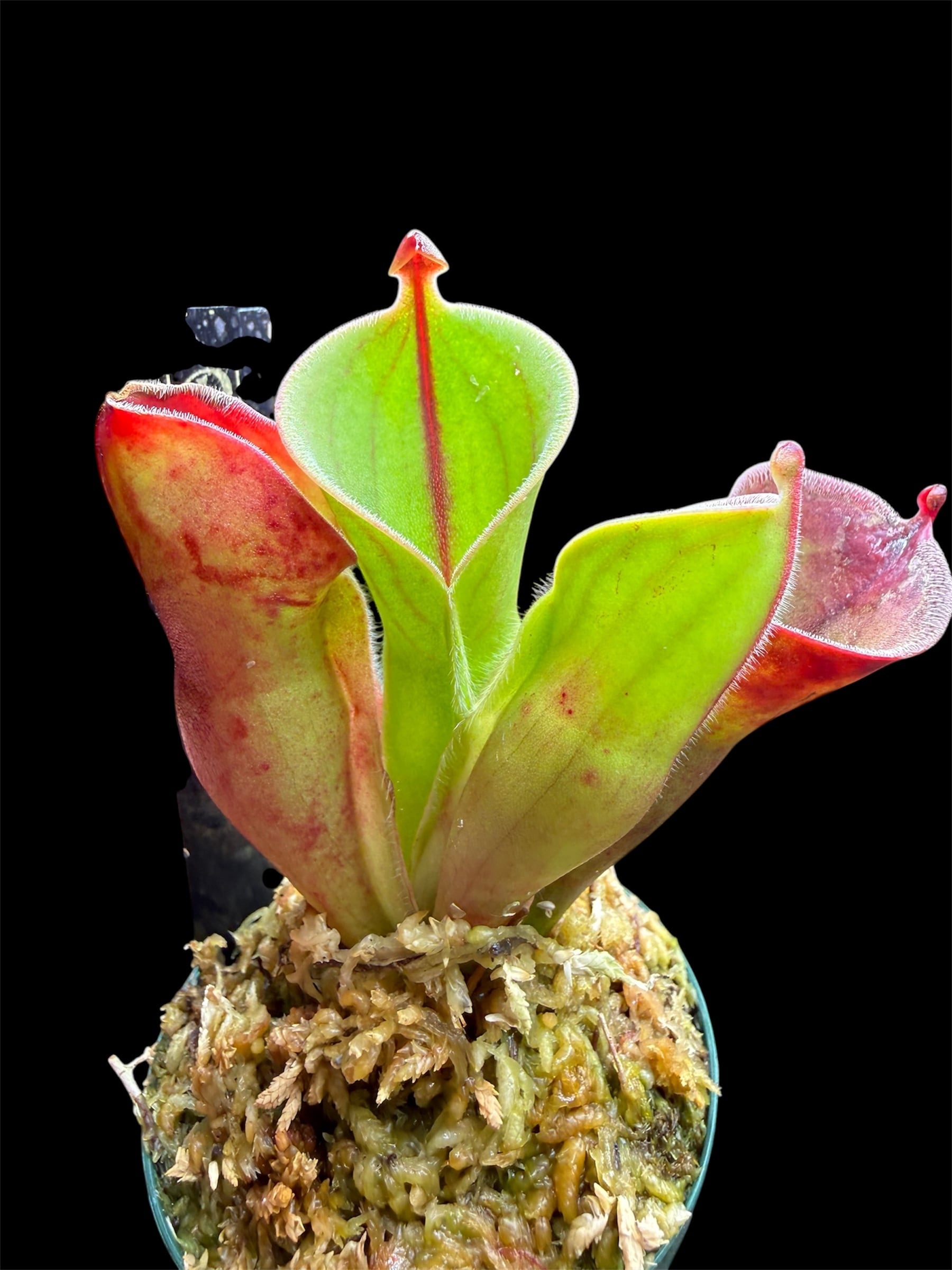 セファロタス seedling of Hummer’s Giant 02 BCP Cephalotus follicularis Jumbo 豊明花き産のセファロタス。 seedling