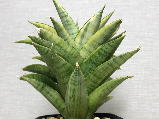 サンスベリア ガブリエラ 斑入り