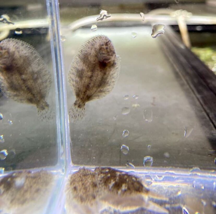 北米淡水カレイ 1匹