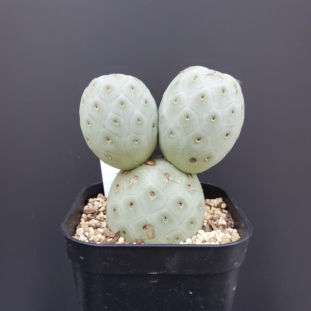 【3球】Tephrocactus geometricus テフロカクタス ゲオメトリクス   サボテン