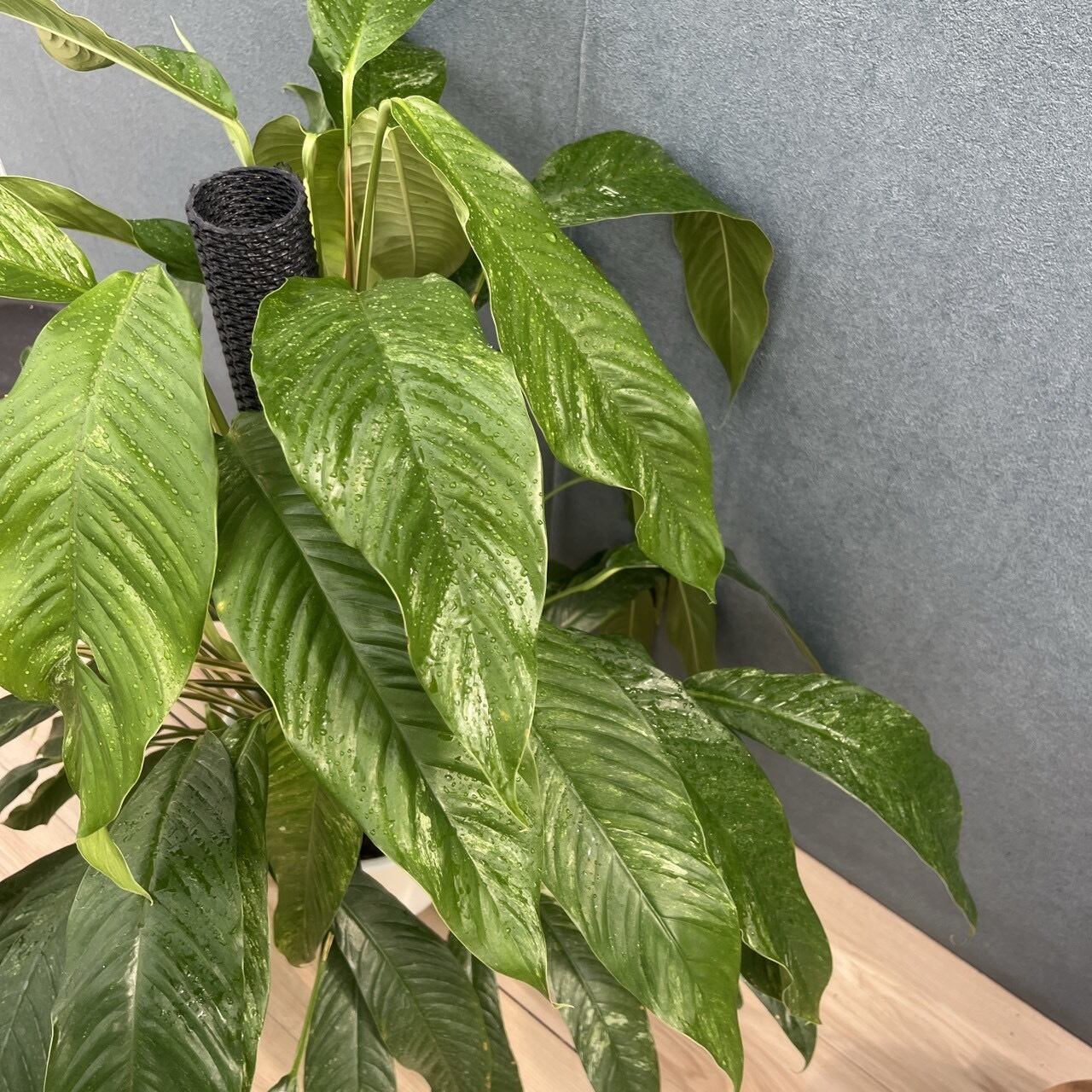 ［現品］【希少】9番　ラフィドフォラメガスペルマ　斑入り　8号　観葉植物　室内 現品］【希少】9番 ラフィドフォラ メガスペルマ 斑入り 8号 観葉植物