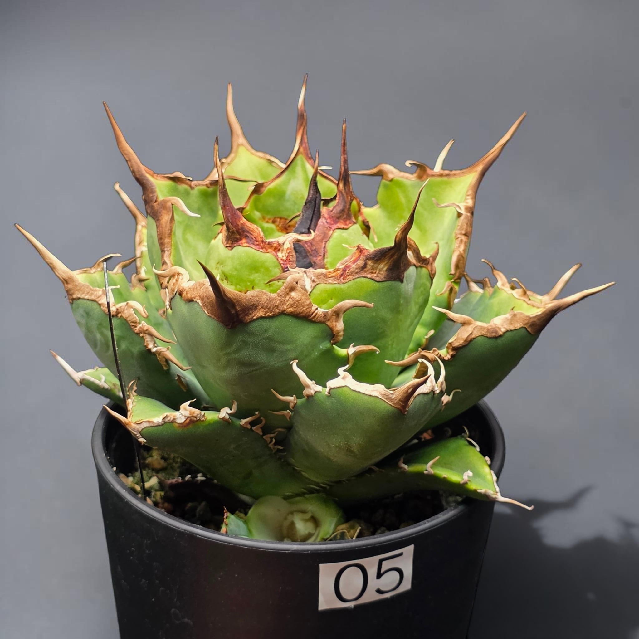 農夫植物】NO.792 アガベ チタノタ agave Godzilla 精選子株 狂棘 強棘