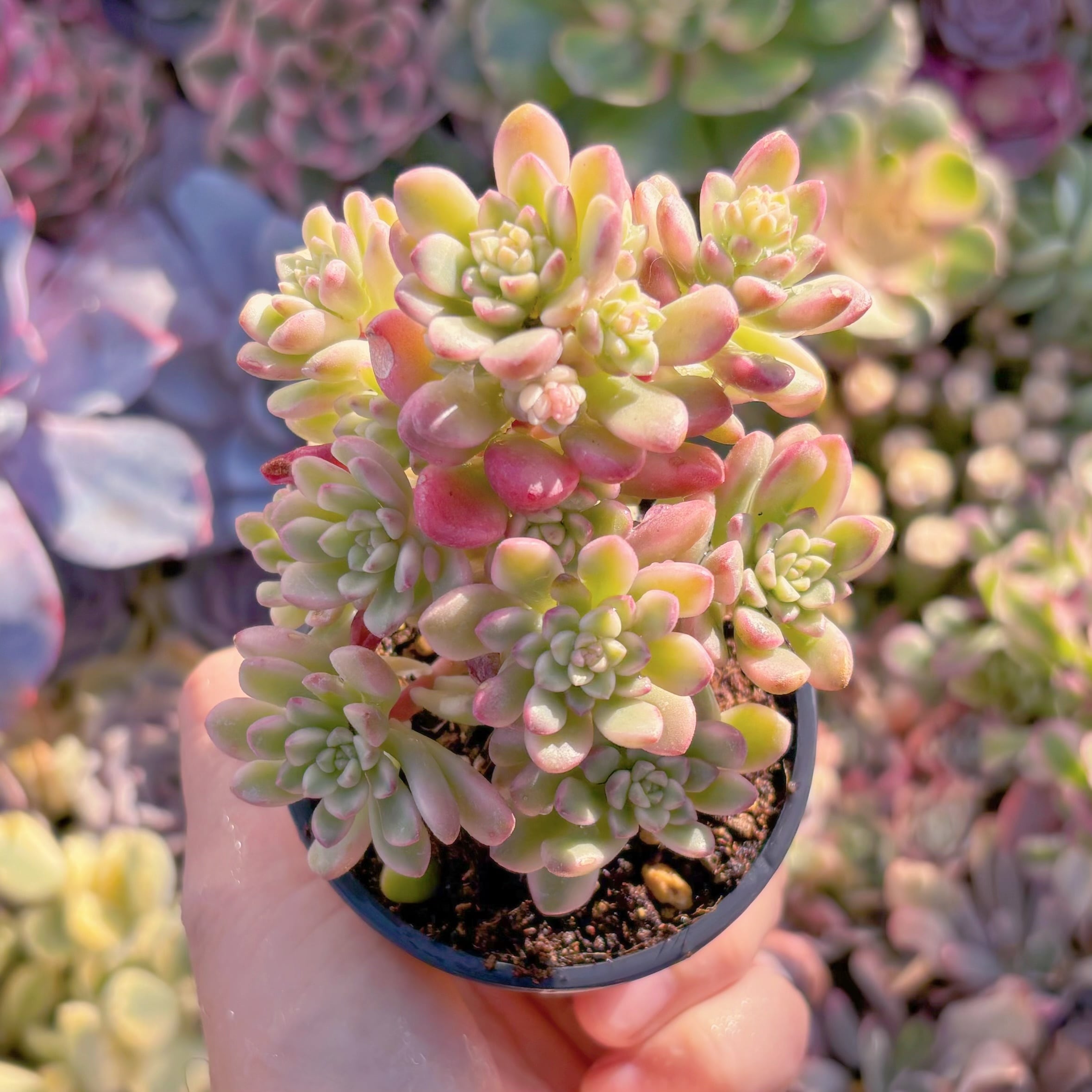 現品　ジョイスタロック錦#A62　群生　新入荷　るる農園