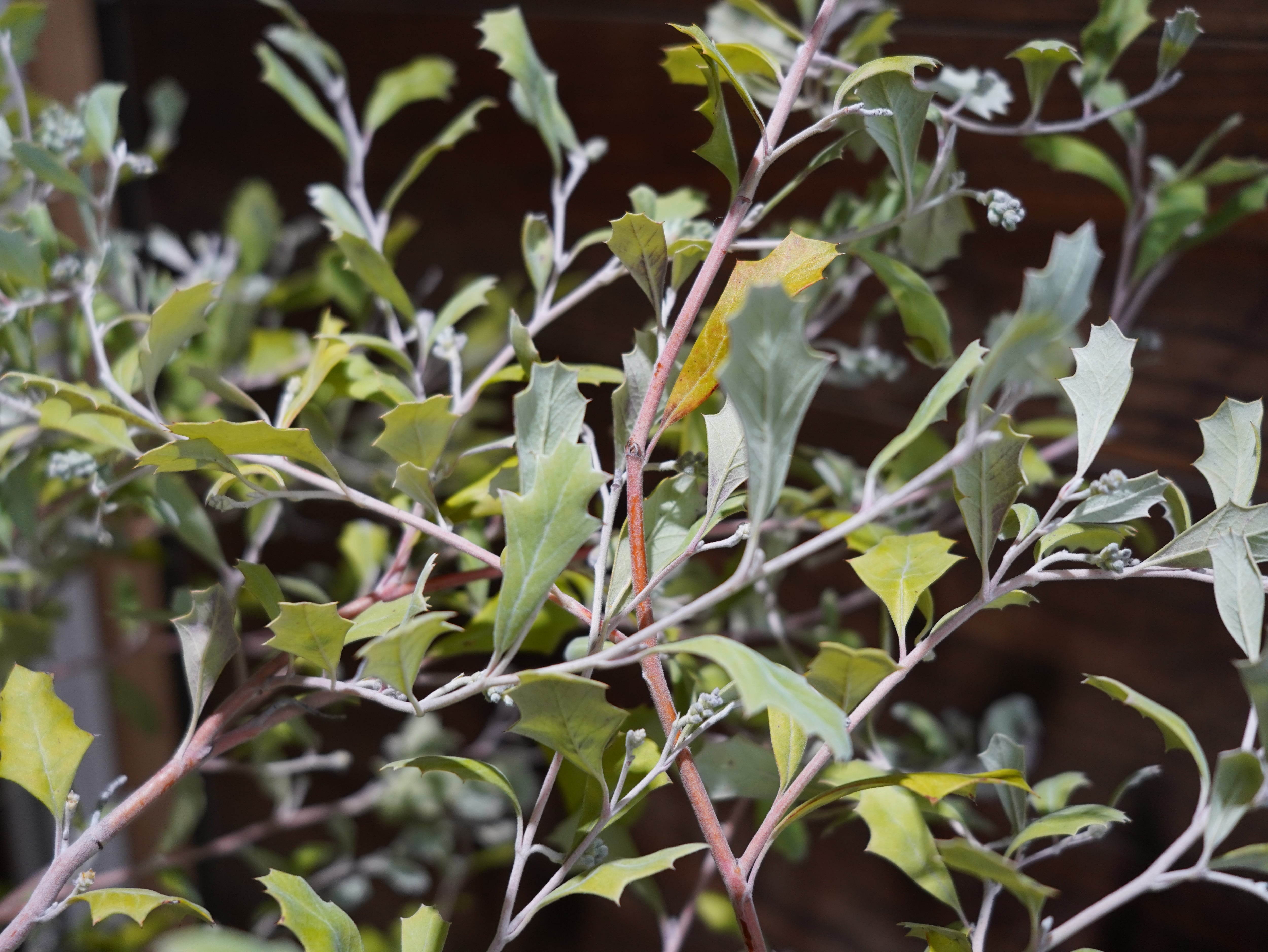 【現物】グレビレア　”ホーリーホワイト”