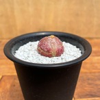 Conophytum burgeri 【コノフィツム・ブルゲリ】