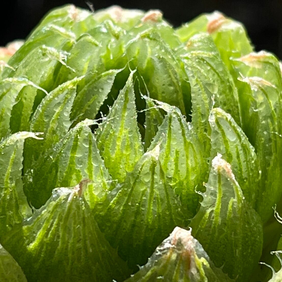 ハオルチア 桜水晶 (微発根)⑧ | mocono_plants