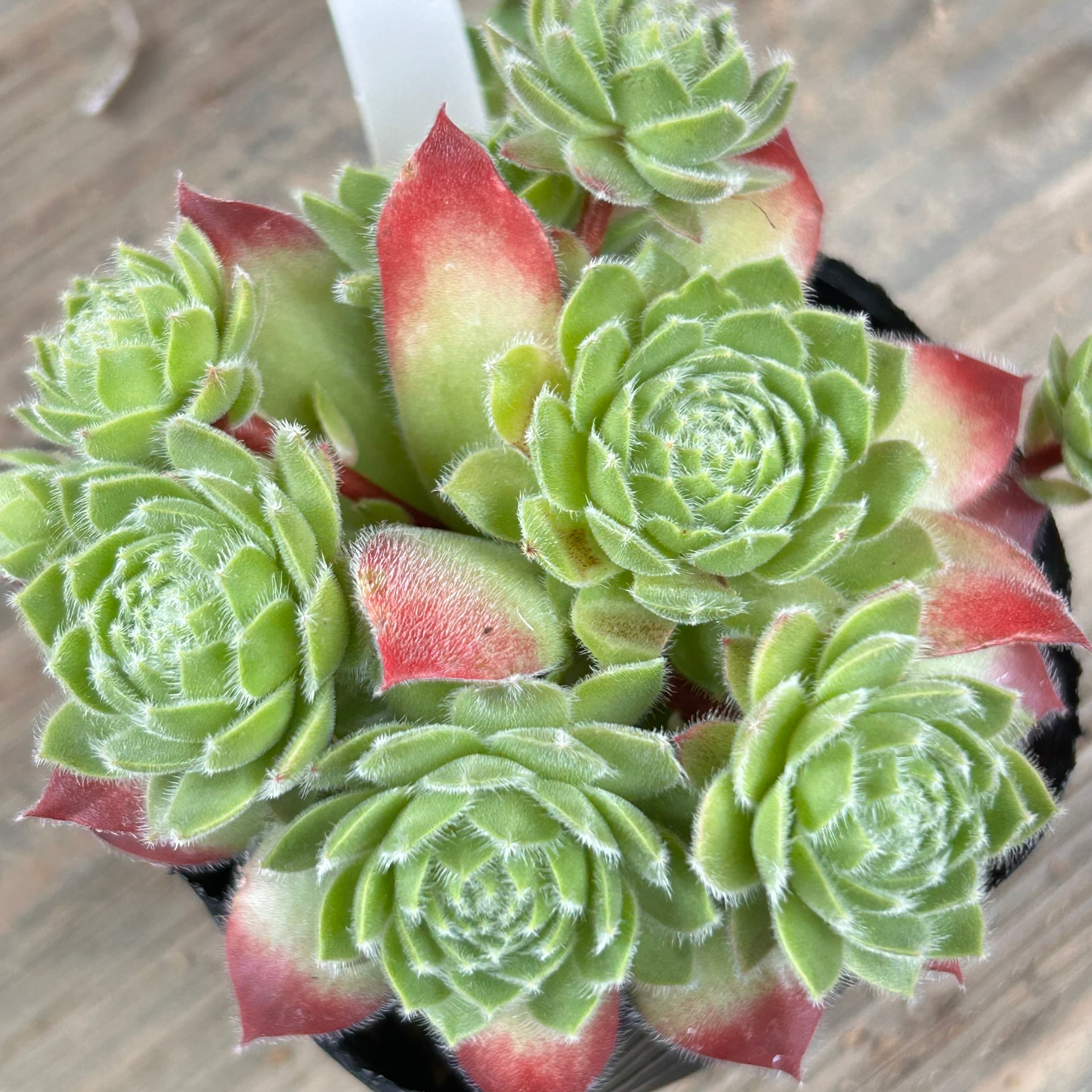 コノ センペル | RuPo 多肉植物専門店