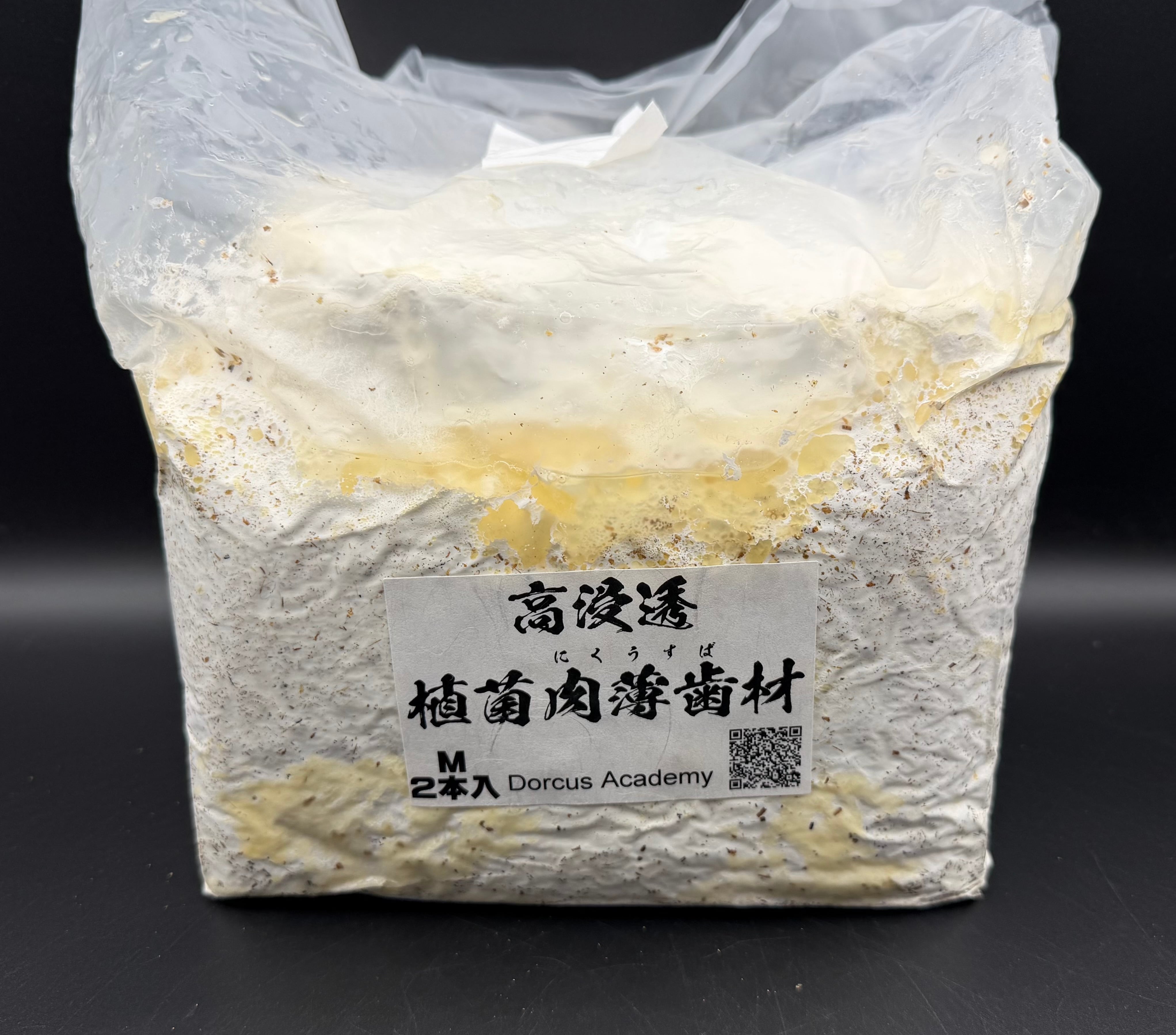 レオニダス　oc 子株 高浸透 植菌肉薄歯材 M材 2本入り | KPW BASE店