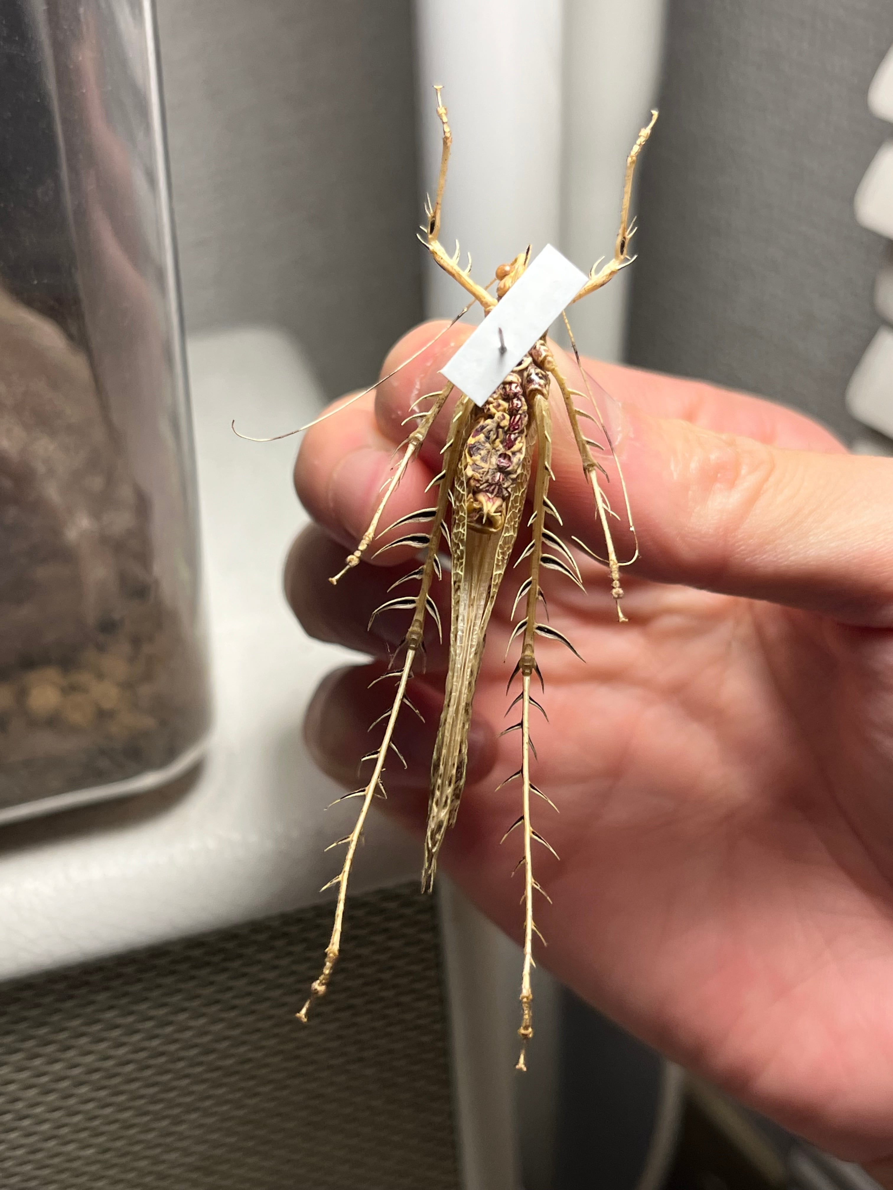 サルオガセギスキリギリスカマドウマバッタ直翅類コロギスリオック