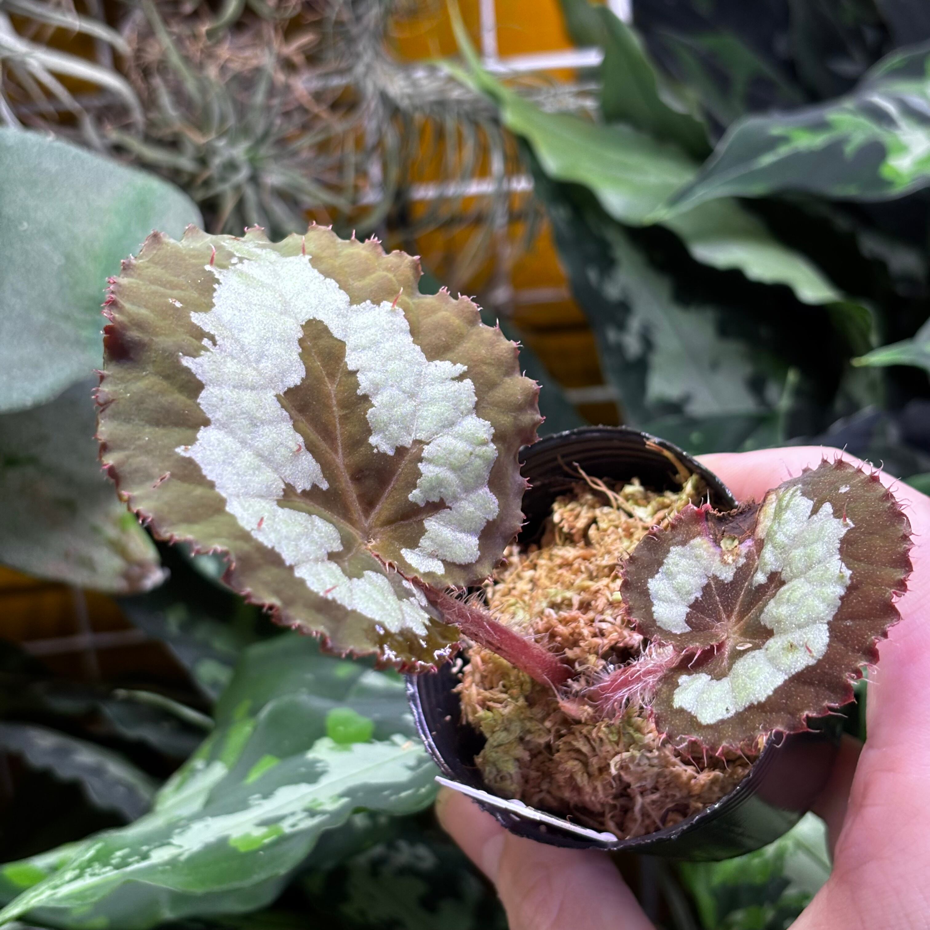 Begonia rex Assam 原種ベゴニア レックス | 熱帯雨林植物専門店 トイ