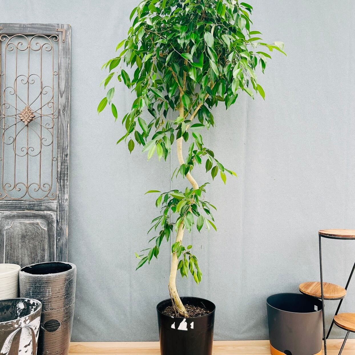 現品　トックリキワタ　南米桜　観葉植物　徳利木綿　落葉樹　インテリアグリーン 現品］☆珍しい☆ 19番 トックリキワタ 8号 南米桜 観葉植物 レア 徳利