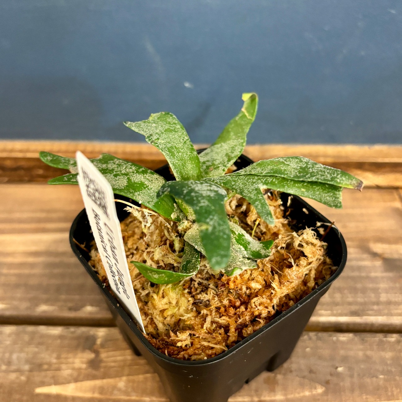 ビカクシダ　ジェイドガール　P. willinckii 'Jade Girl' spore【1085】