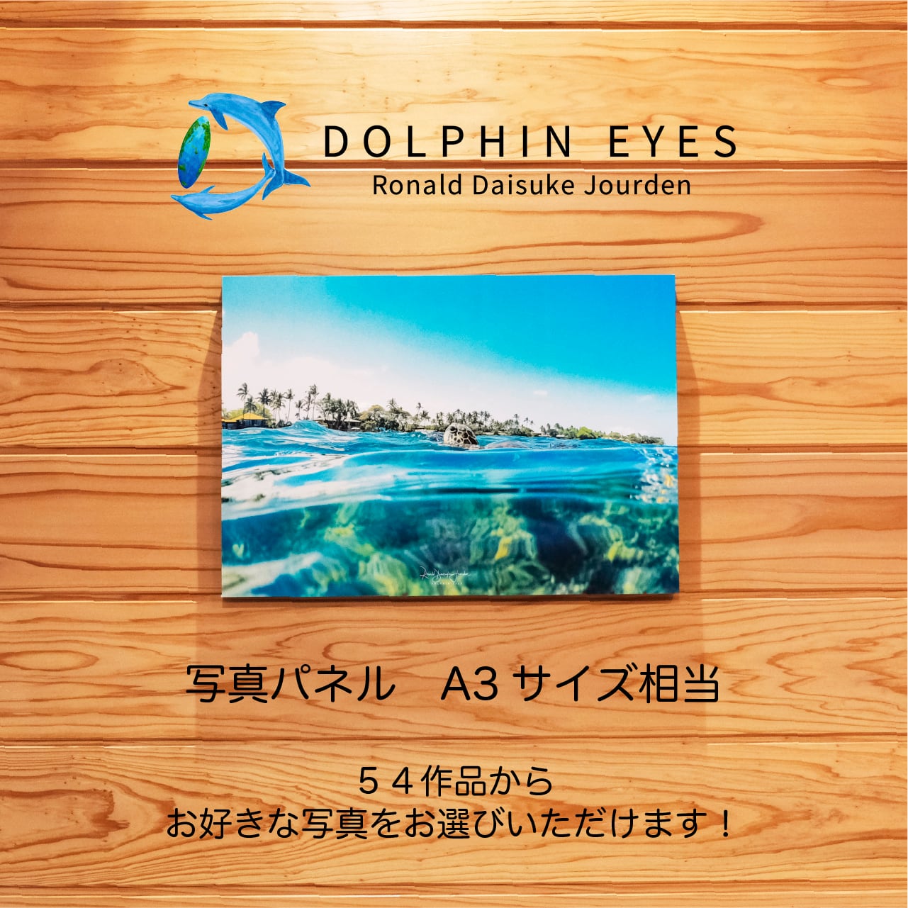 DOLPHIN EYES 写真パネル A3サイズ相当 イルカ・クジラ・ウミガメ