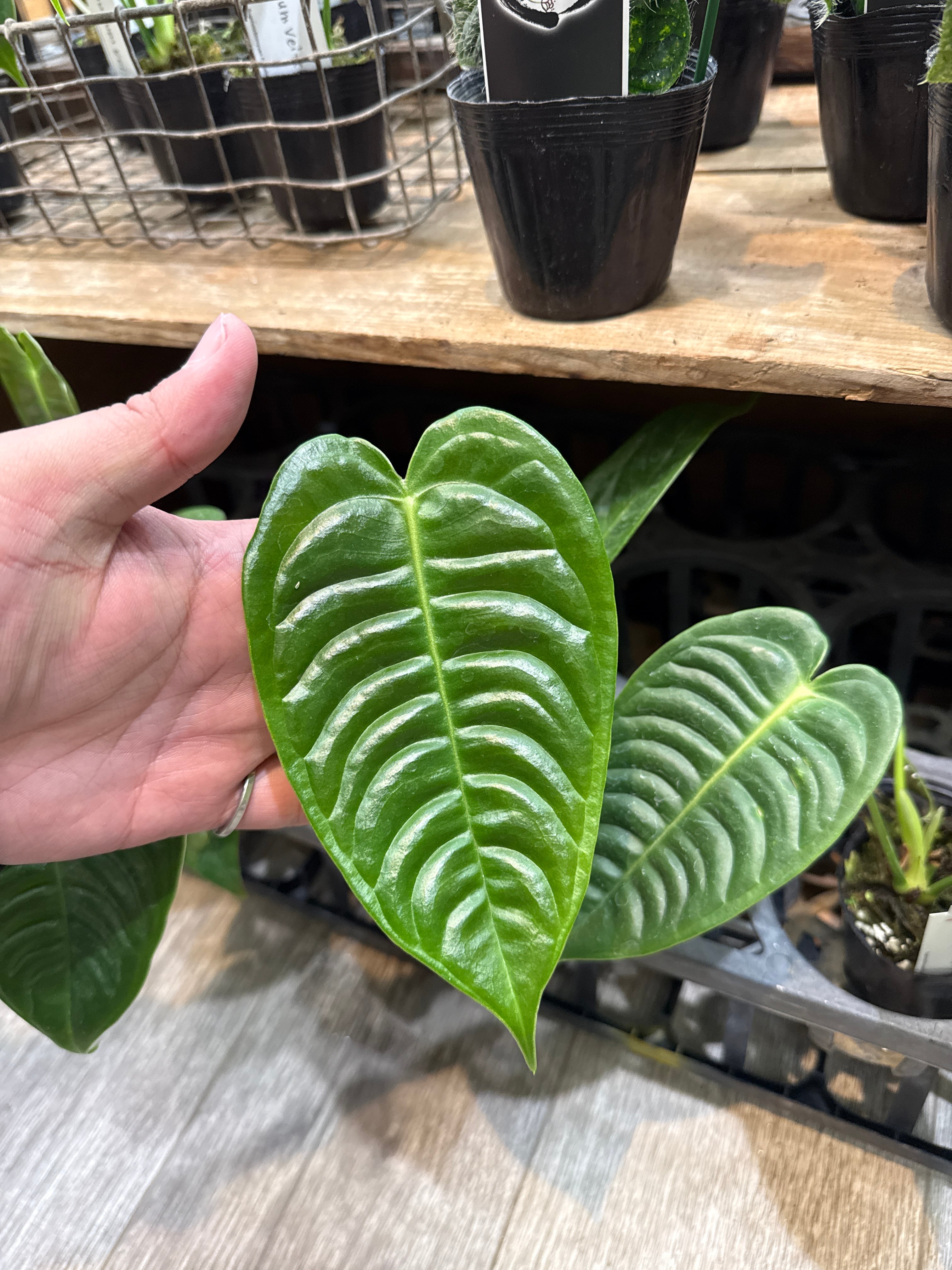 アンスリウム ベイチー | Gardenえん 【観葉熱帯植物】