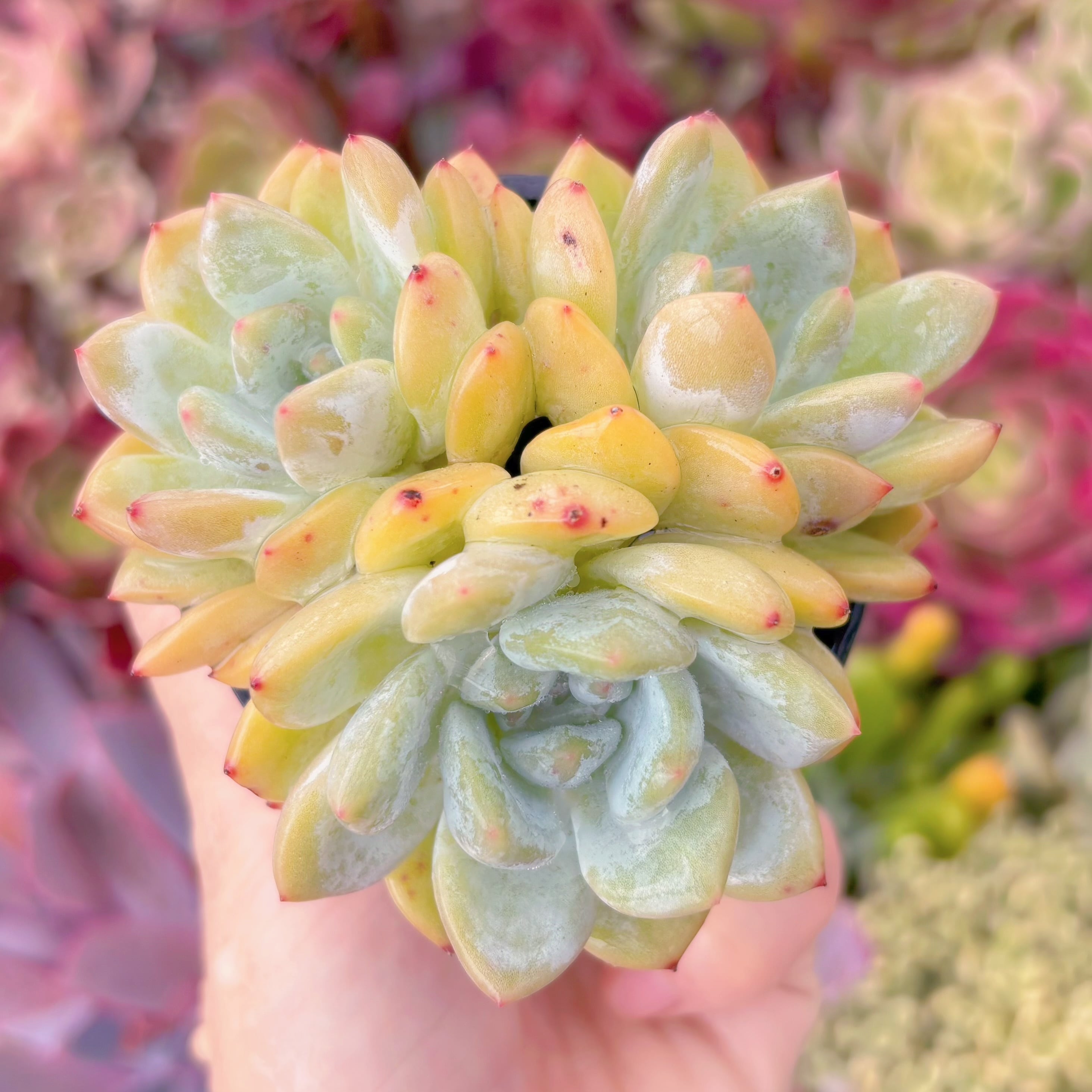 現品　ラウイx冷香#F067　群生　るる農園