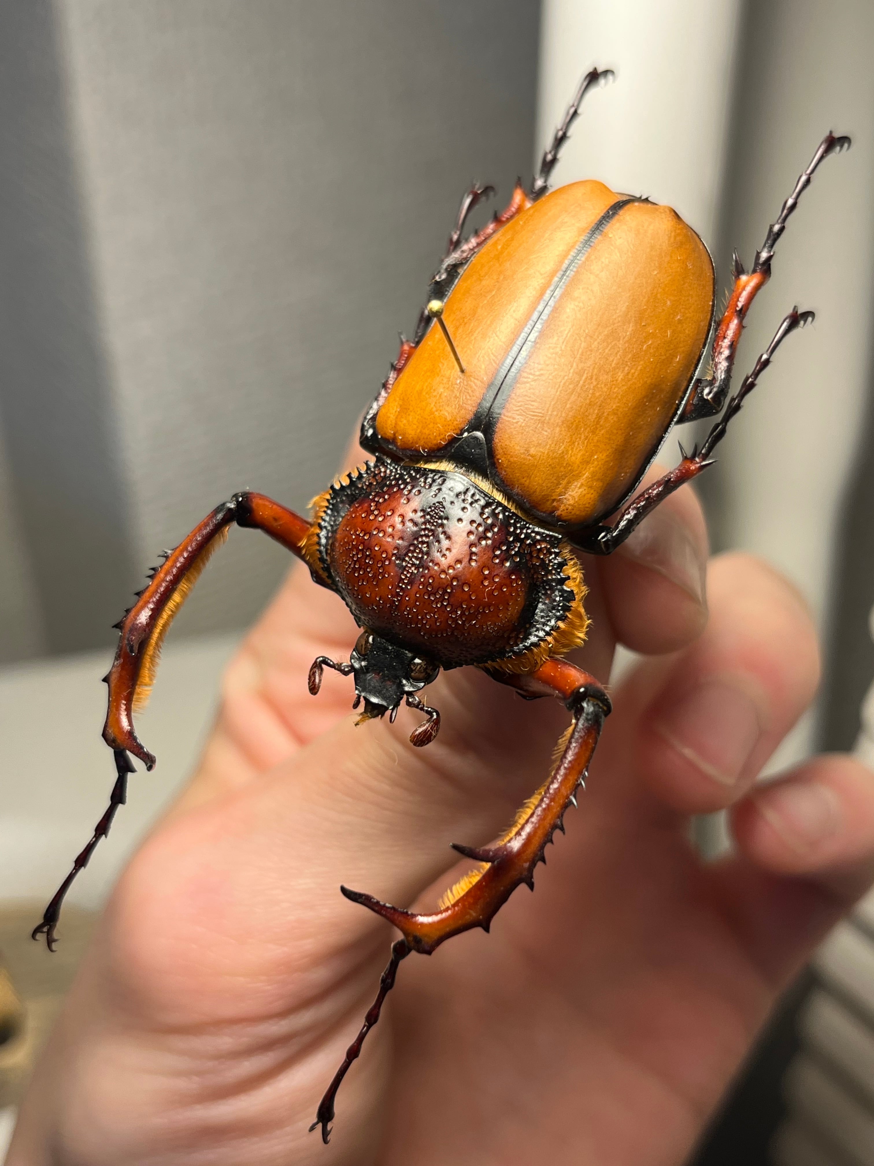 【73mm♂】テナガカミキリ 昆虫標本甲虫ハムシサソリタランチュラ 68mm♀】テナガカミキリ 昆虫標本甲虫ハムシサソリタランチュラムカデ