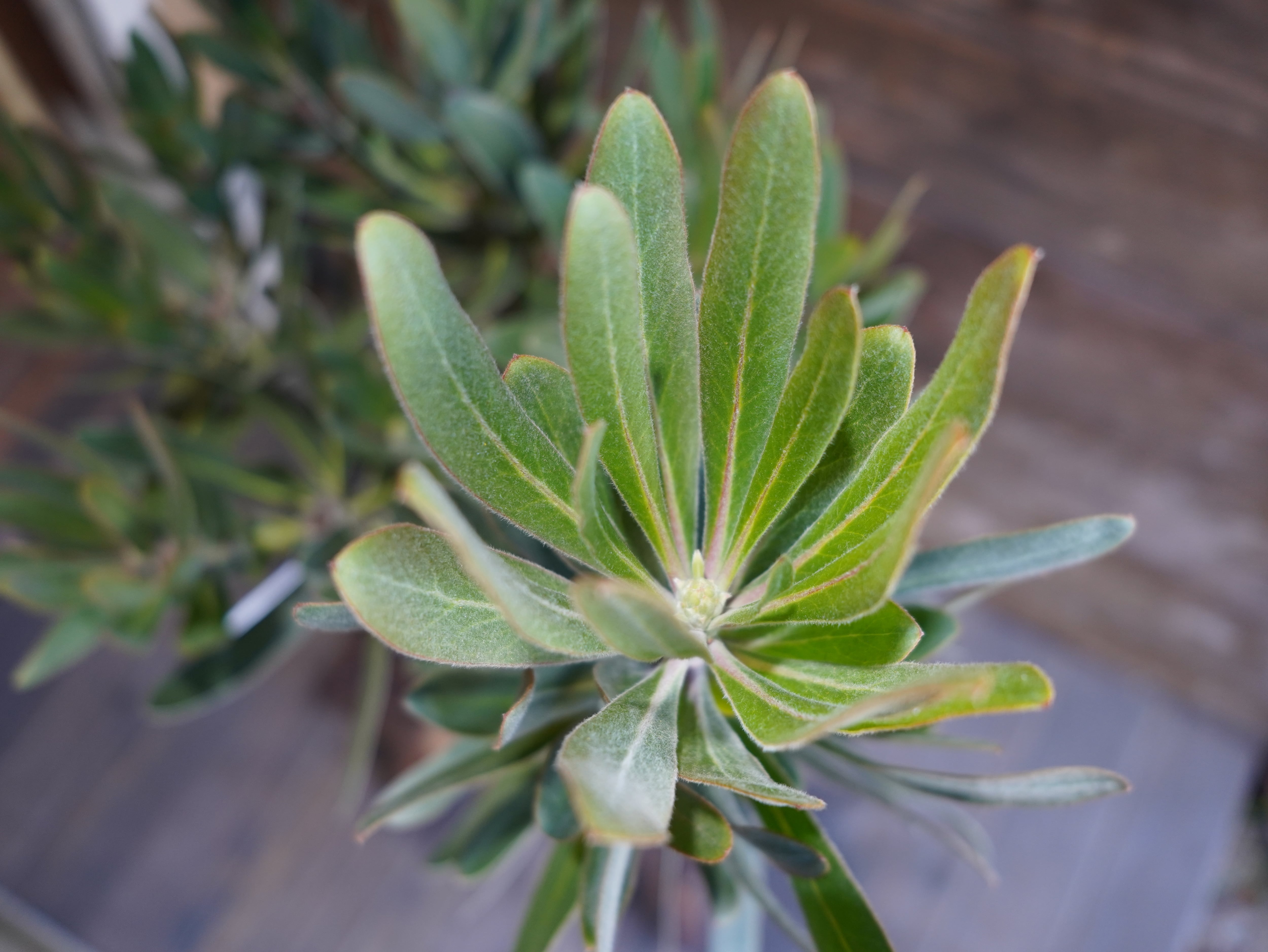 【現物】プロテア ”ピンクアイス”