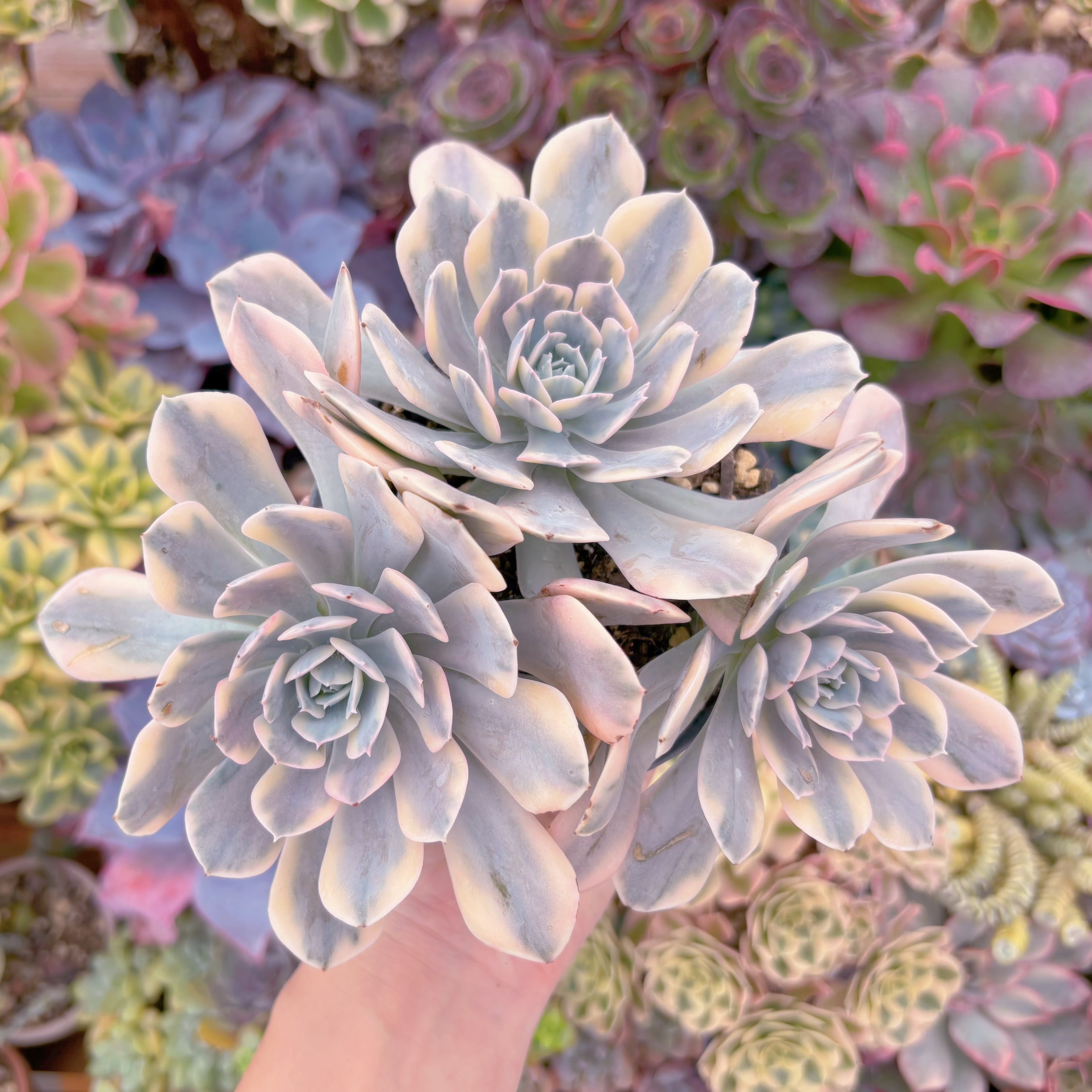 現品　ルヨンニ錦#216　大群生　るる農園