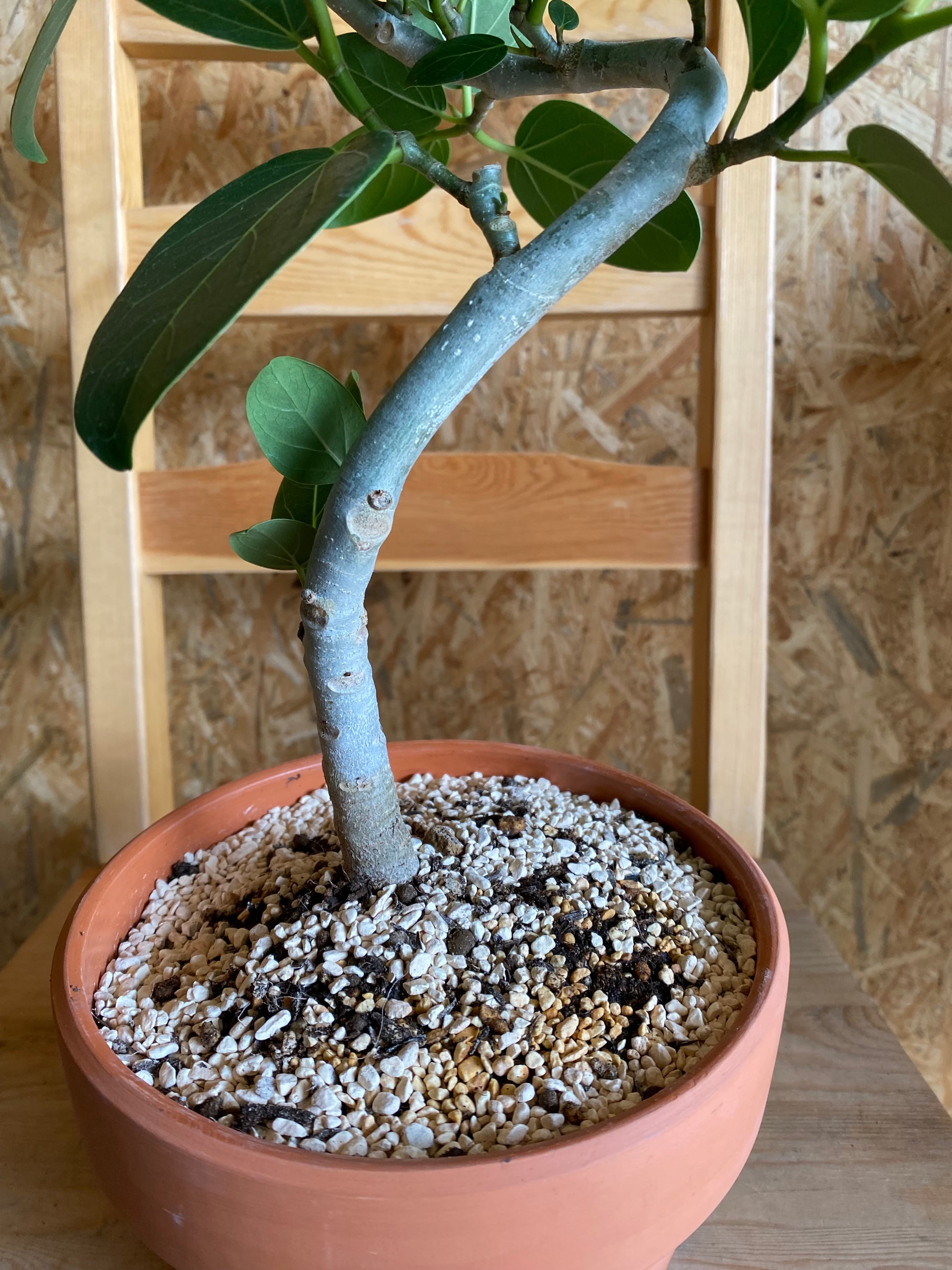 フィカス ベンガレンシス H57cm W30cm 口径16cm | Garden Varejo