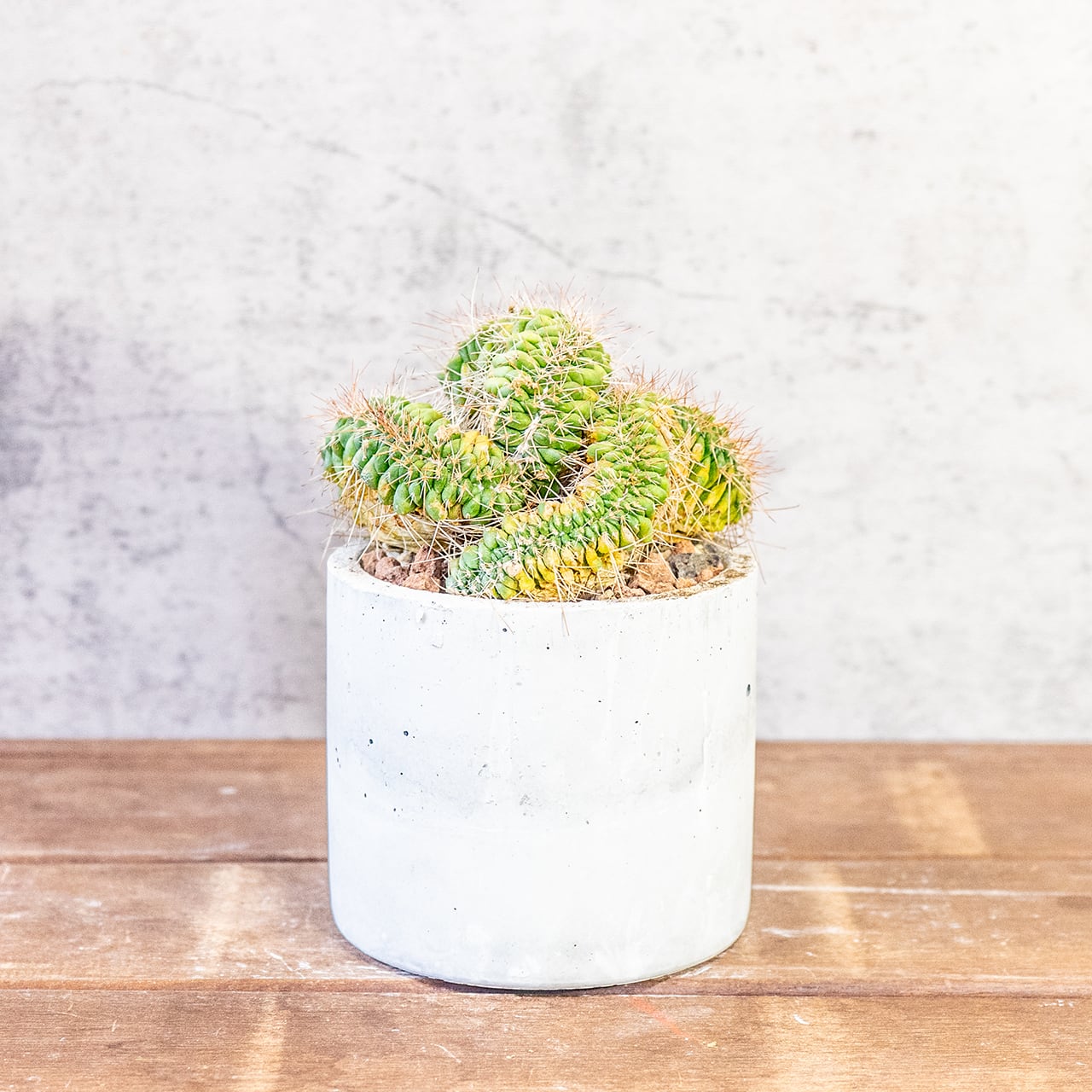 【緻密な白棘と鮮やかな黄色】マミラリア・白竜丸（綴化）。一株ごとの厳選仕入れにこだわり、個性あふれる一鉢をお届け。｜虫発生抑制｜送料全国一律850円