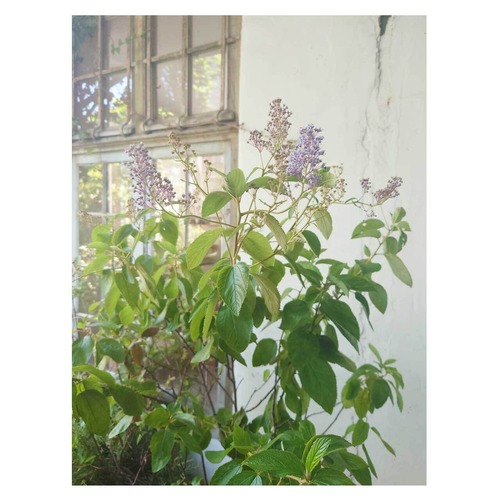 Ceanothus x delileanus 'Gloire de Versailles'