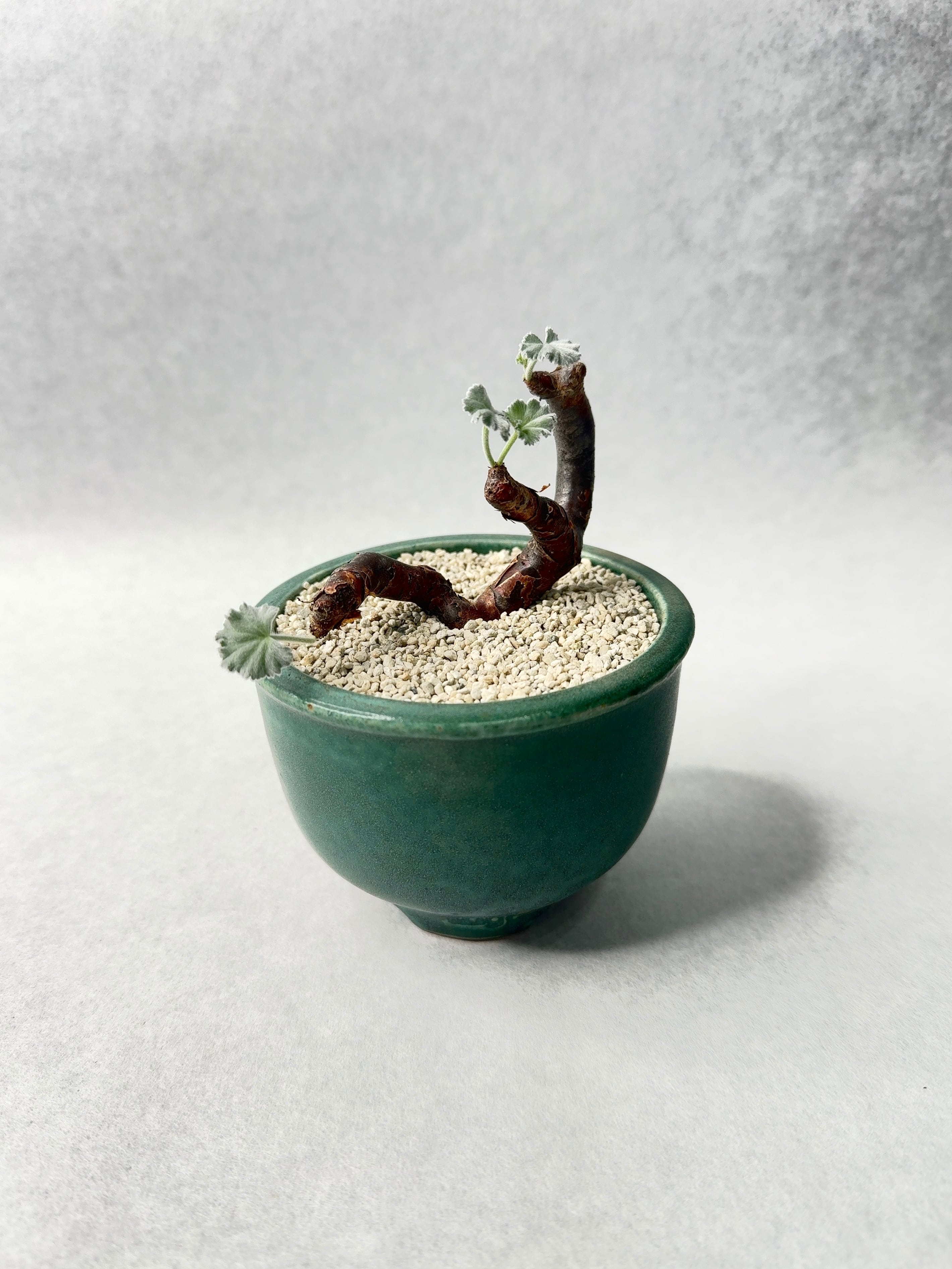 59. ペラルゴニウム・ミラビレ | trigger