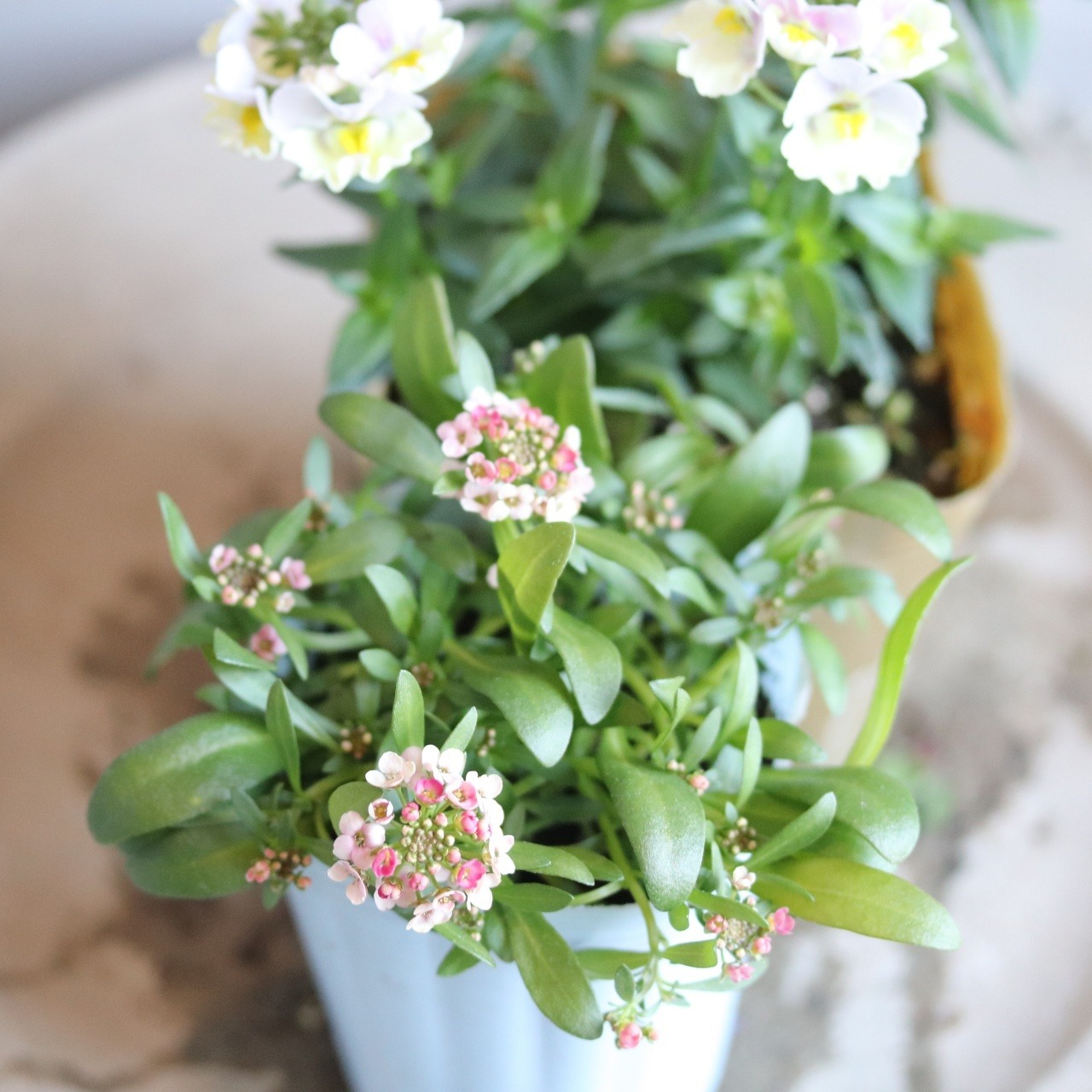 アリッサム　アプリコット　小さなお花　横にひろがる　