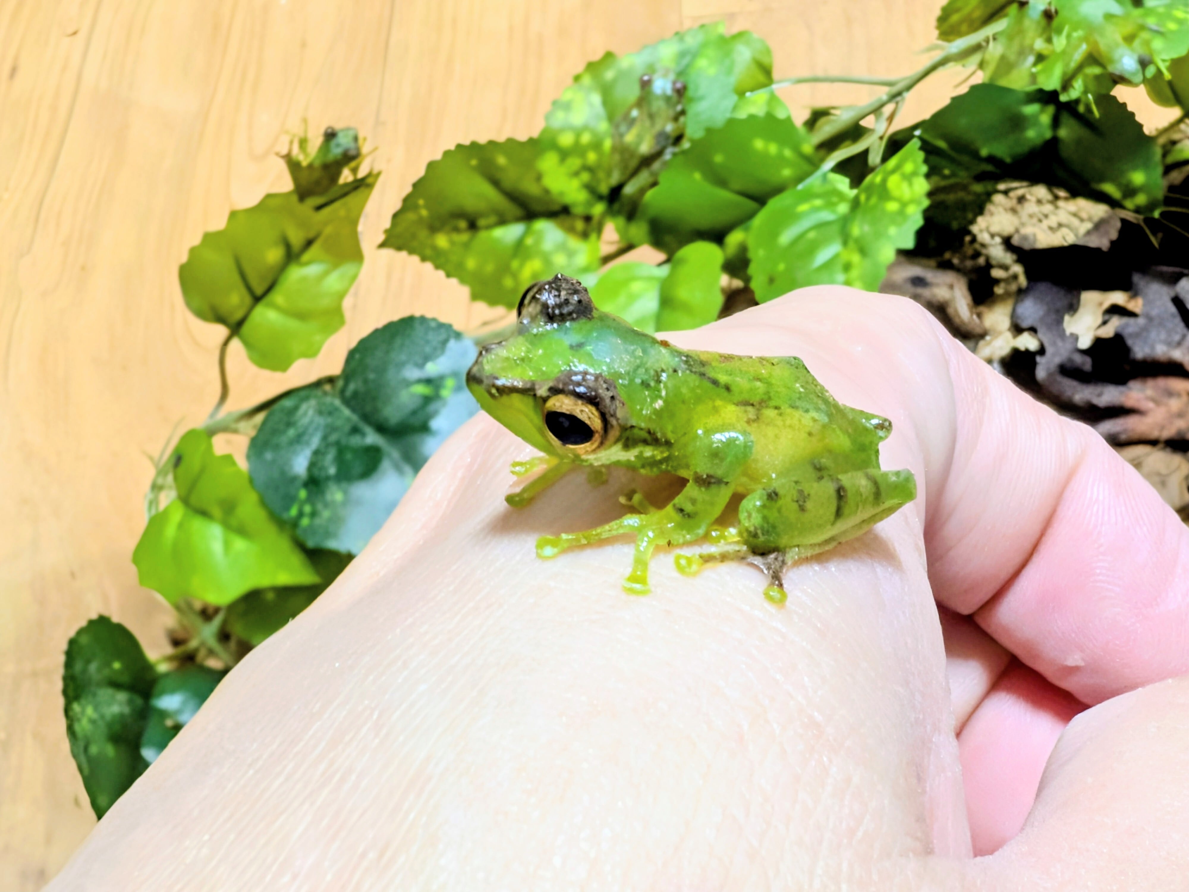 パワーズフクラガエル カエル | BUG.st