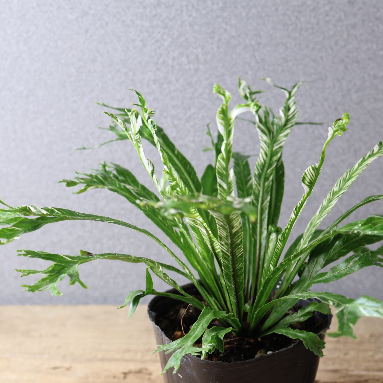 397 光を受けて輝く『アスプレニウム ニダス 斑入り』観葉植物 【送料