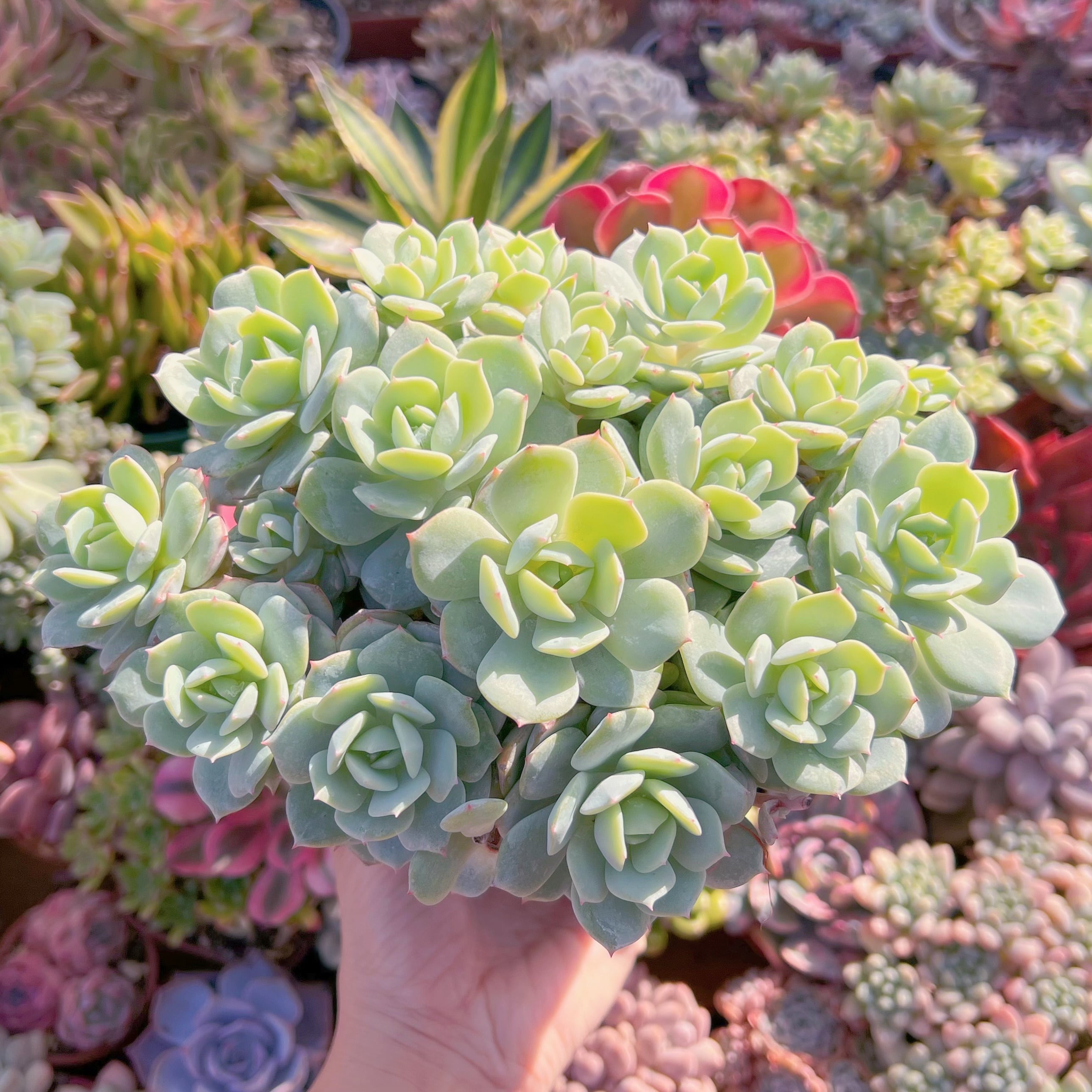 現品　冷香#732　大群生　新入荷　るる農園