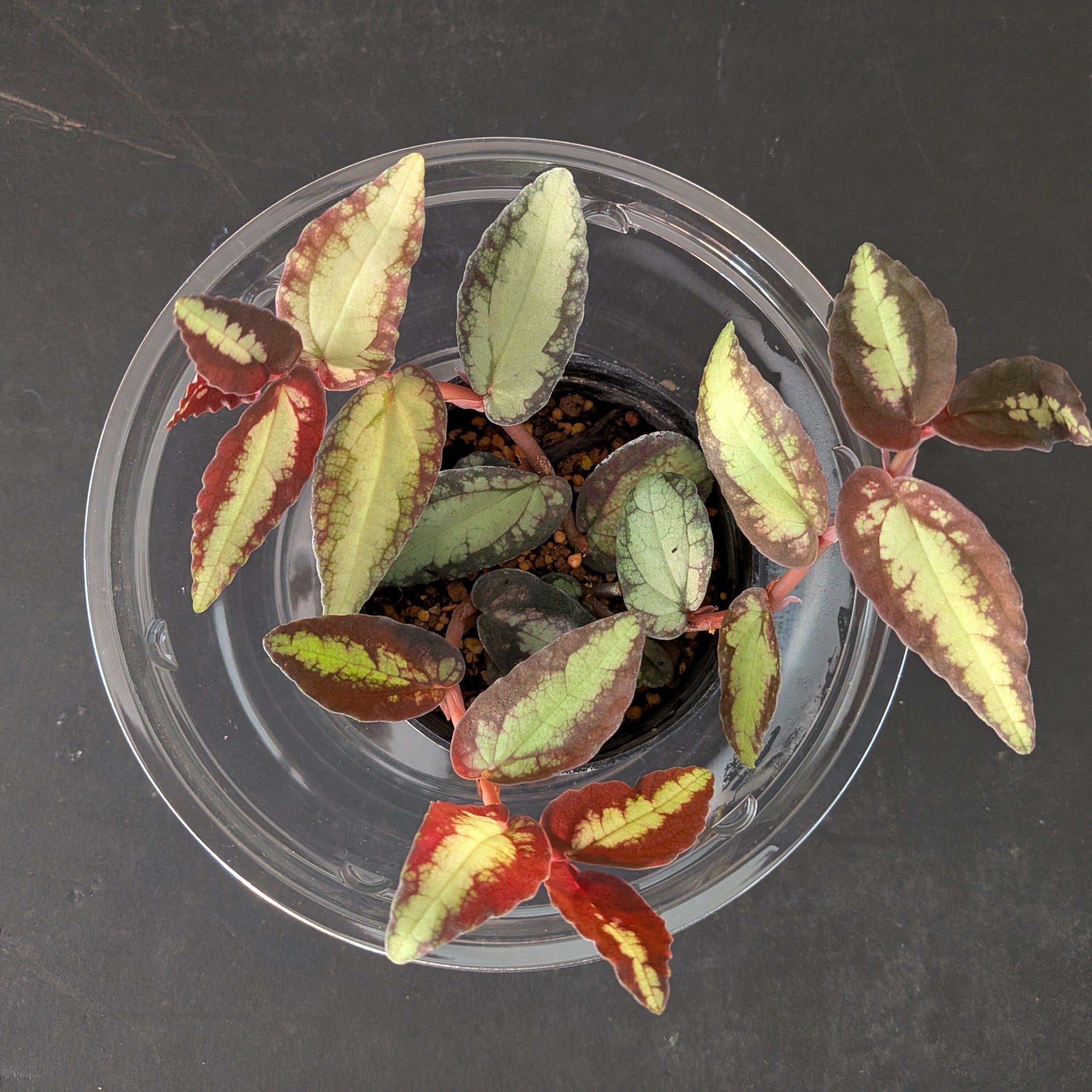 ペリオニア レペンス Pelliona repens|苔テラリウム作製用素材◆クライマープランツ◆SFポット