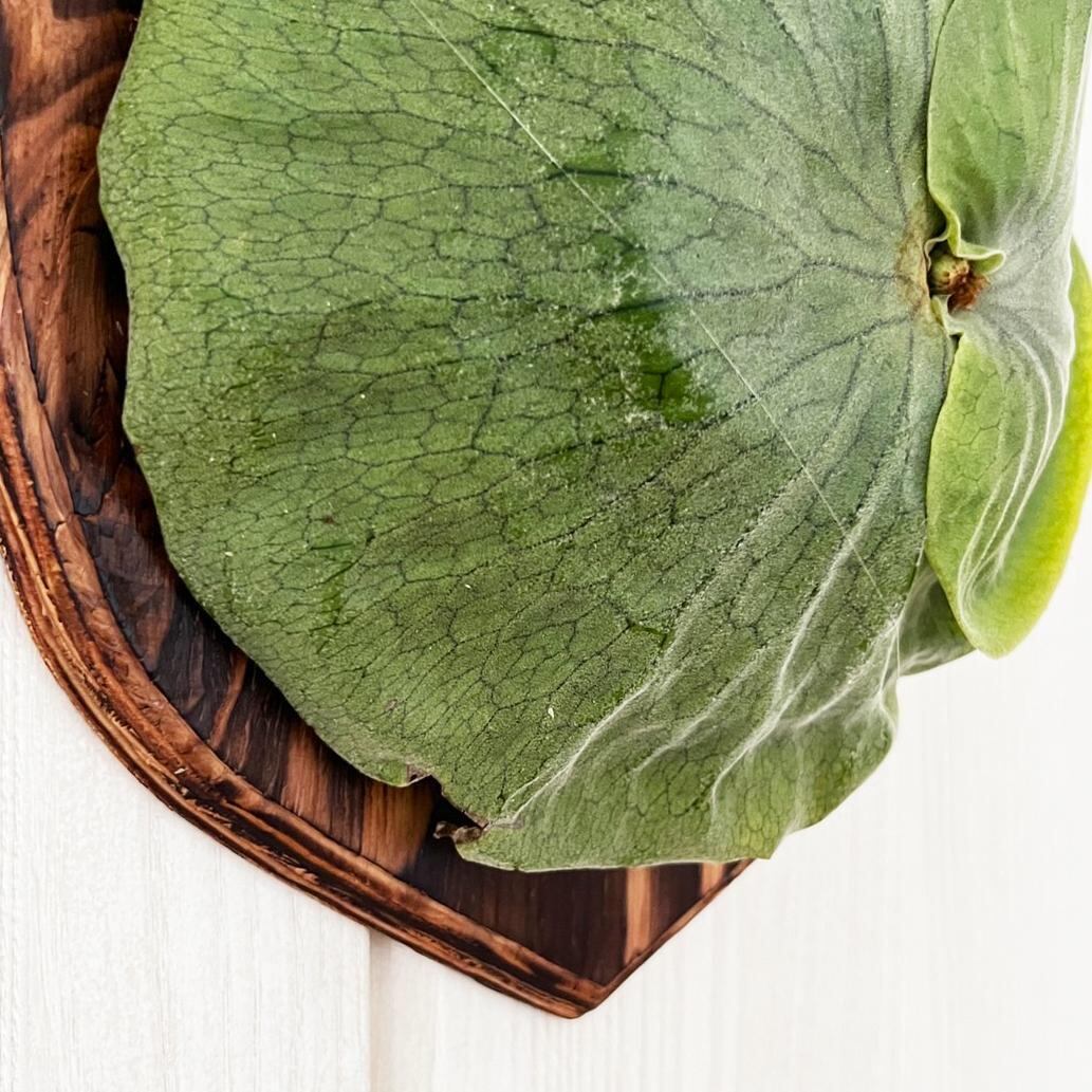 ビカクシダ グランデ 板付 【観葉植物 壁掛け コウモリラン