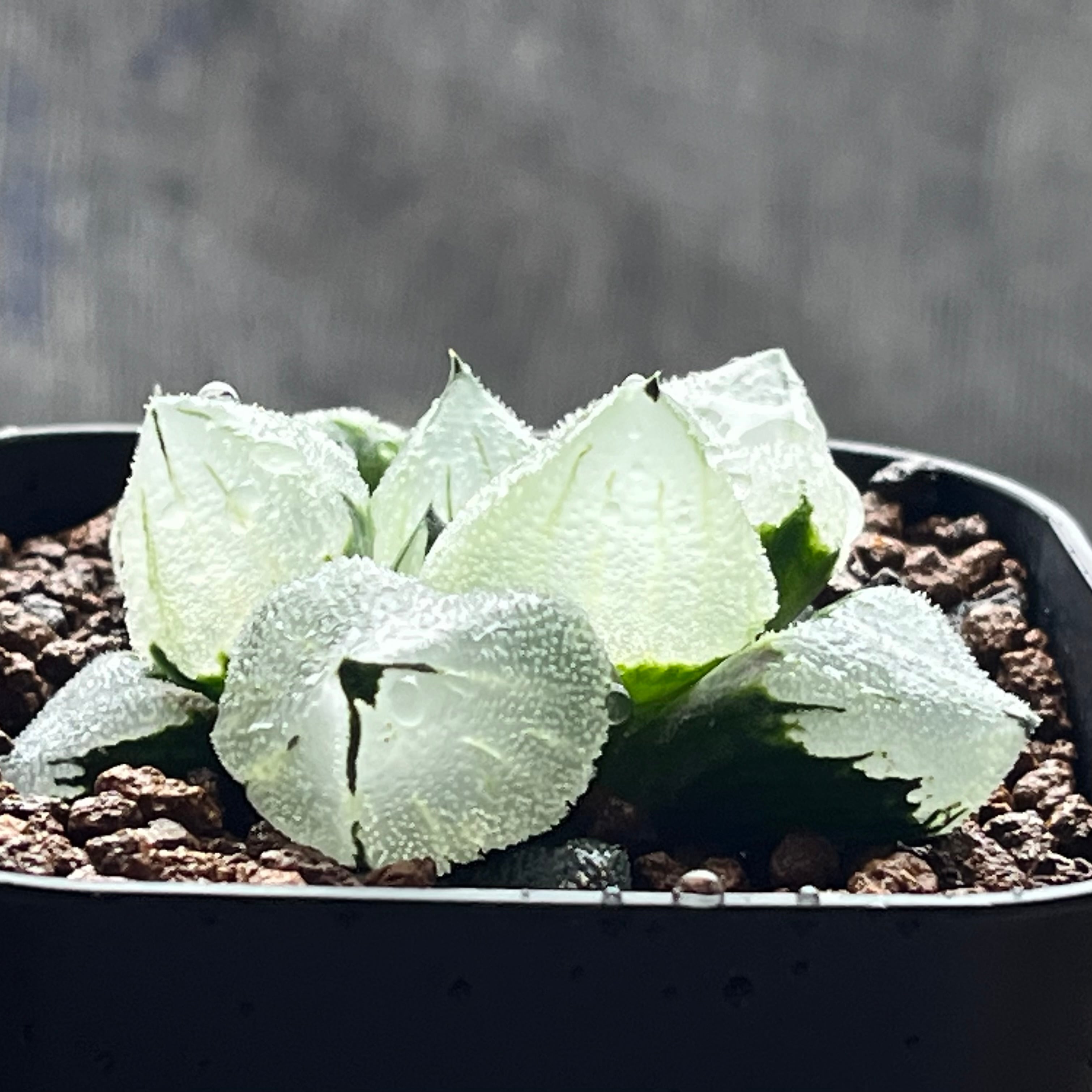 ハオルチア ピグマエアミュータント　特異株 ハオルチア ピグマエアミュータント 特異株 | mocono_plants