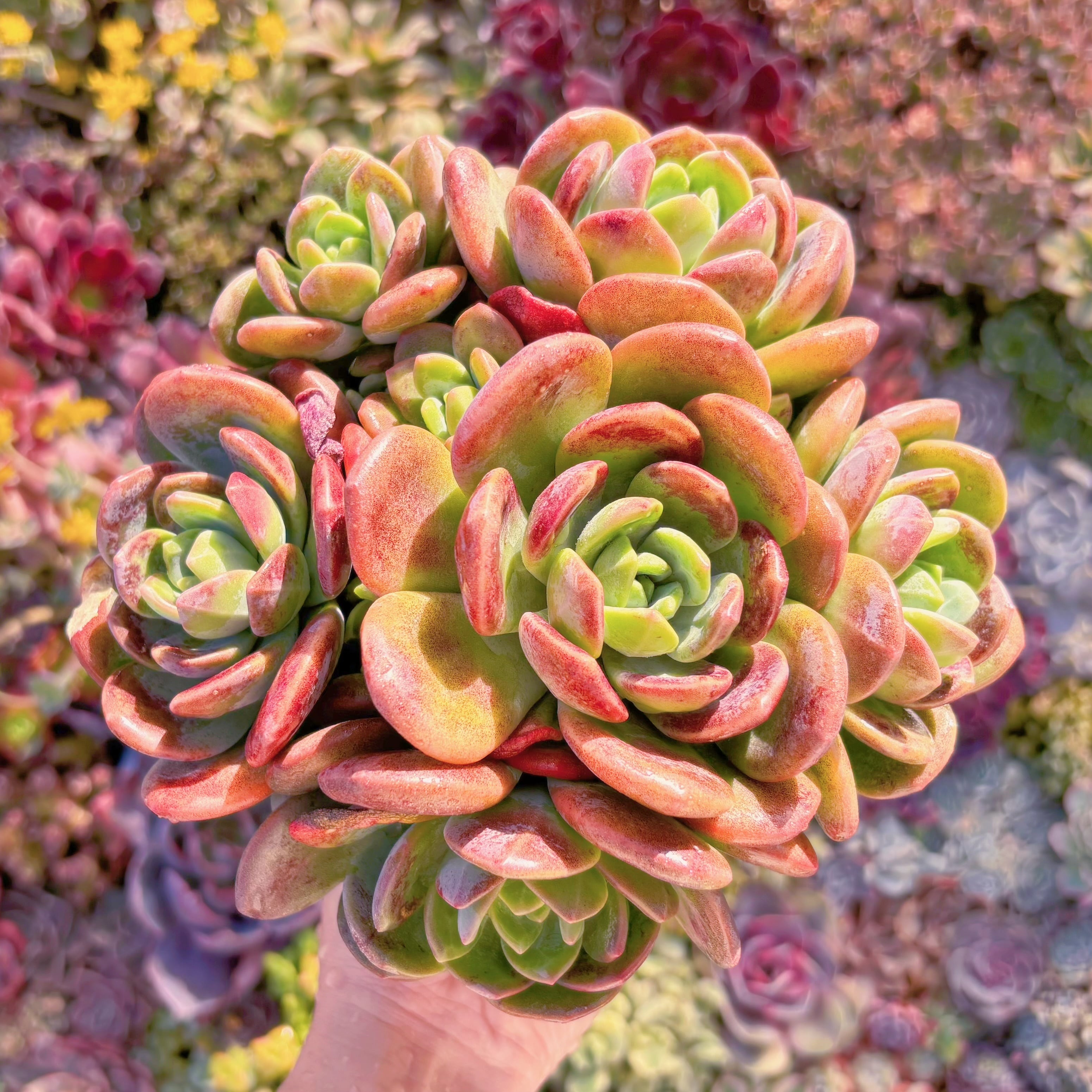 現物 多肉植物 ピンクプリティ 抜き苗 | Pay ID