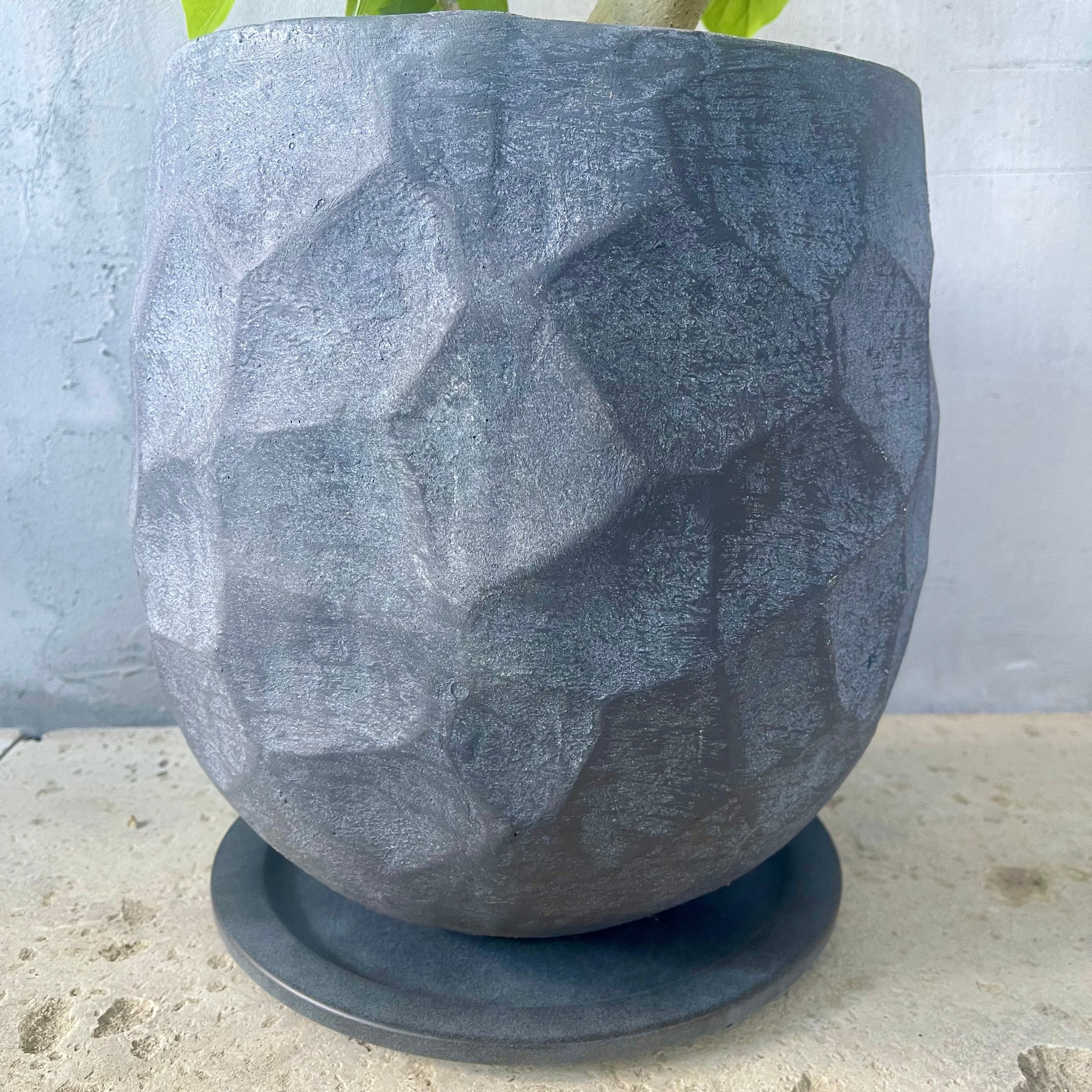 大型　フィカス　ウンベラータ　曲がり仕立て　陶器鉢　植え込み発送 大型 フィカス ウンベラータ 曲がり 陶器鉢 植え込み発送 【公式通販】