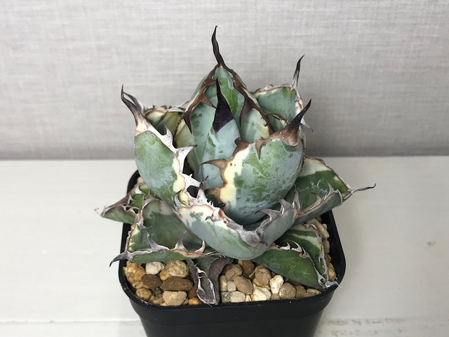 アガベ チタノタ ’ブラックアンドブルー錦’