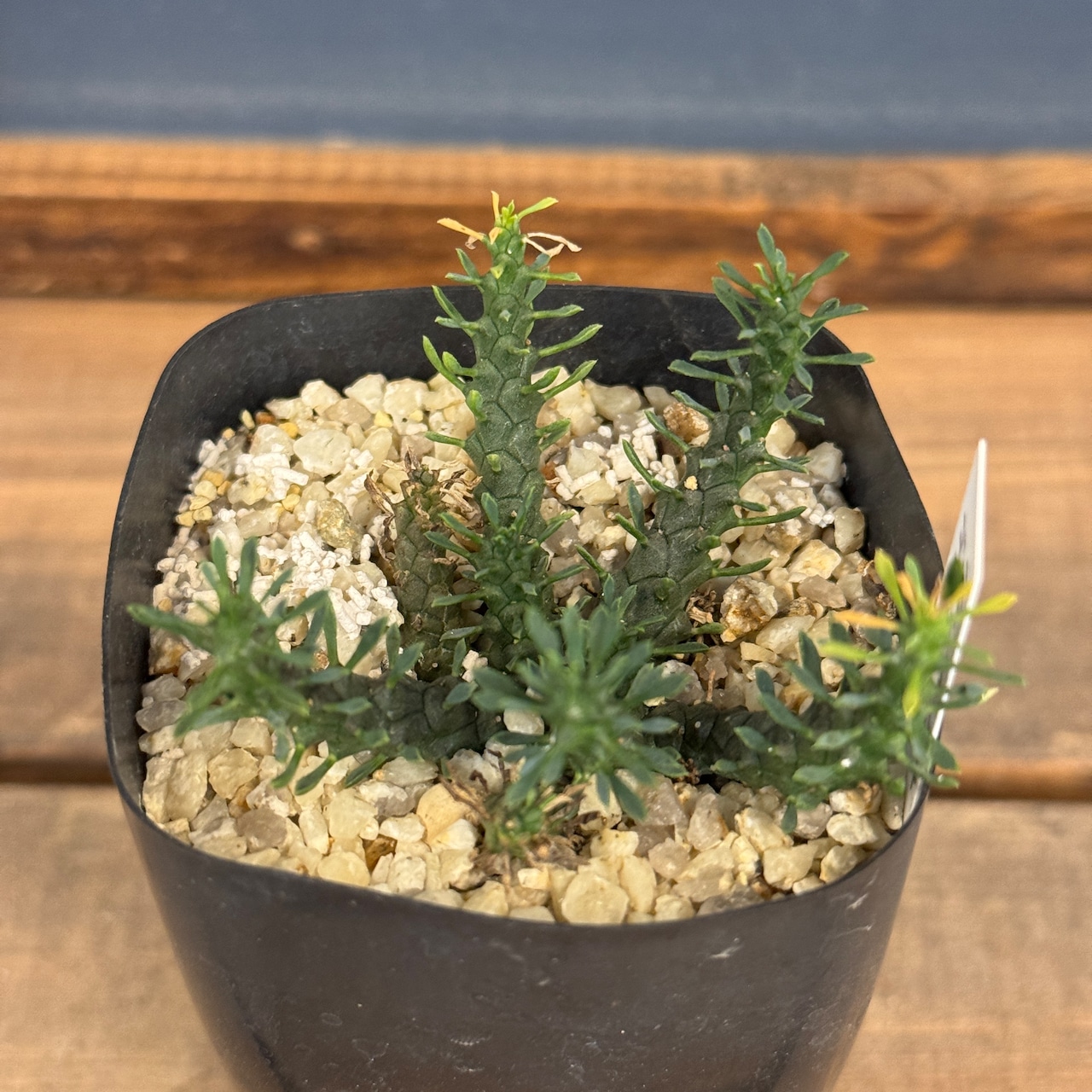 ユーフォルビア・ゴルゴニス【191】