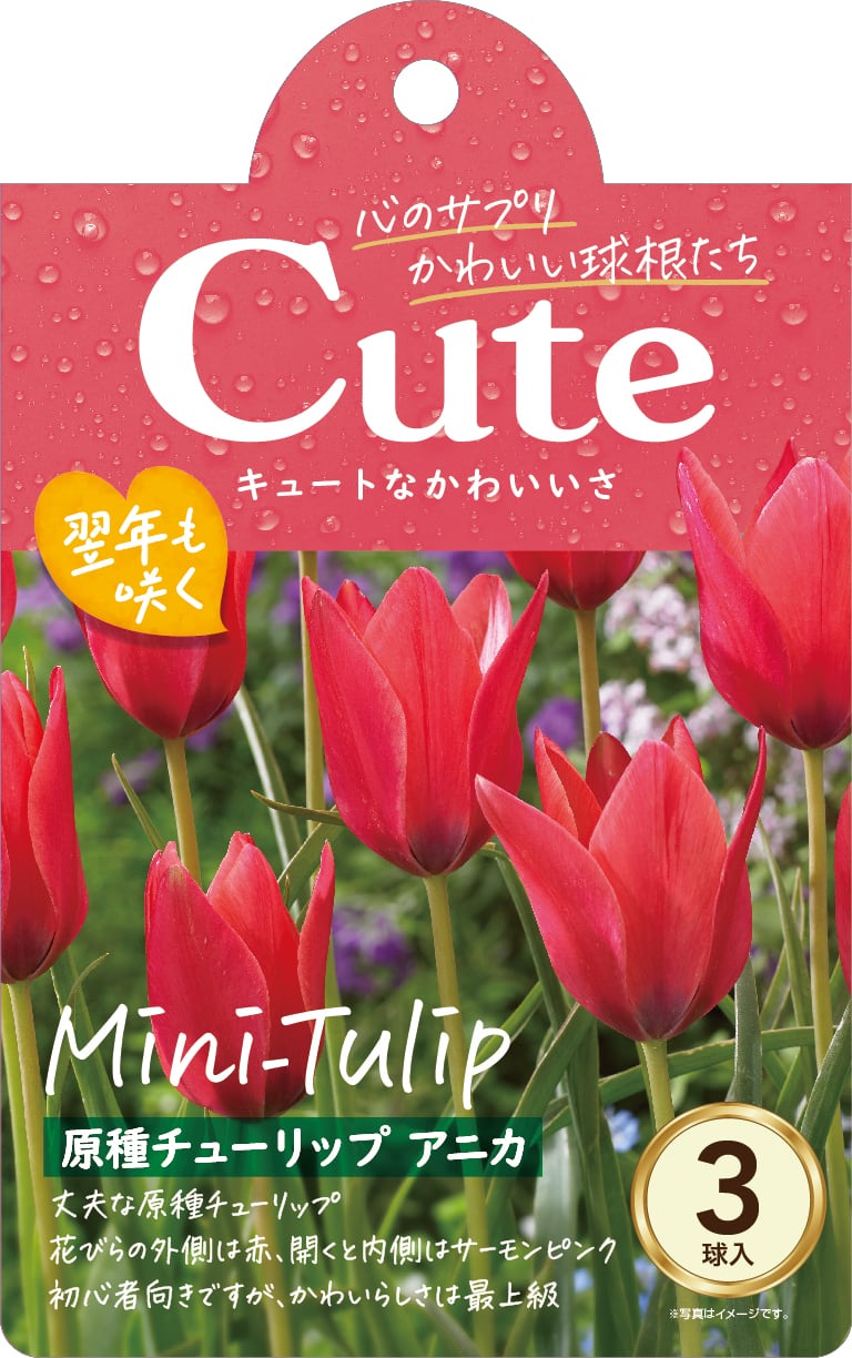球根 原種チューリップ Cuteシリーズ 【アニカ】are [サイズ: 3球入り