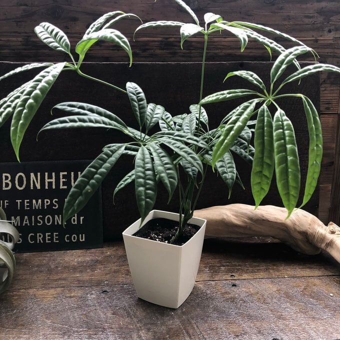 スターシャイン】 カポック 観葉植物 希少 インテリア | 植物の店ベリー