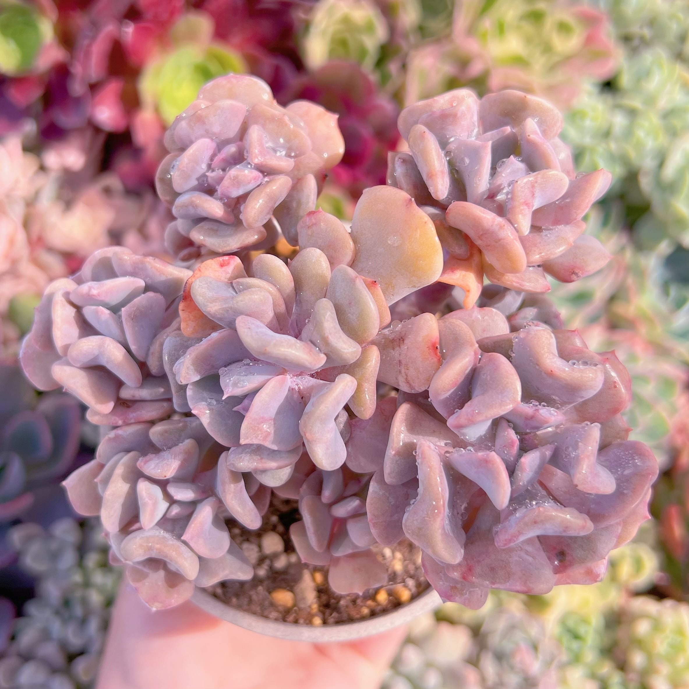 現品　キュービックフロスト#646　るる農園