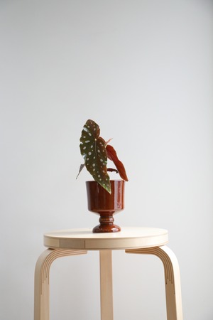 【S】ベゴニア マクラータ/Begonia maculata