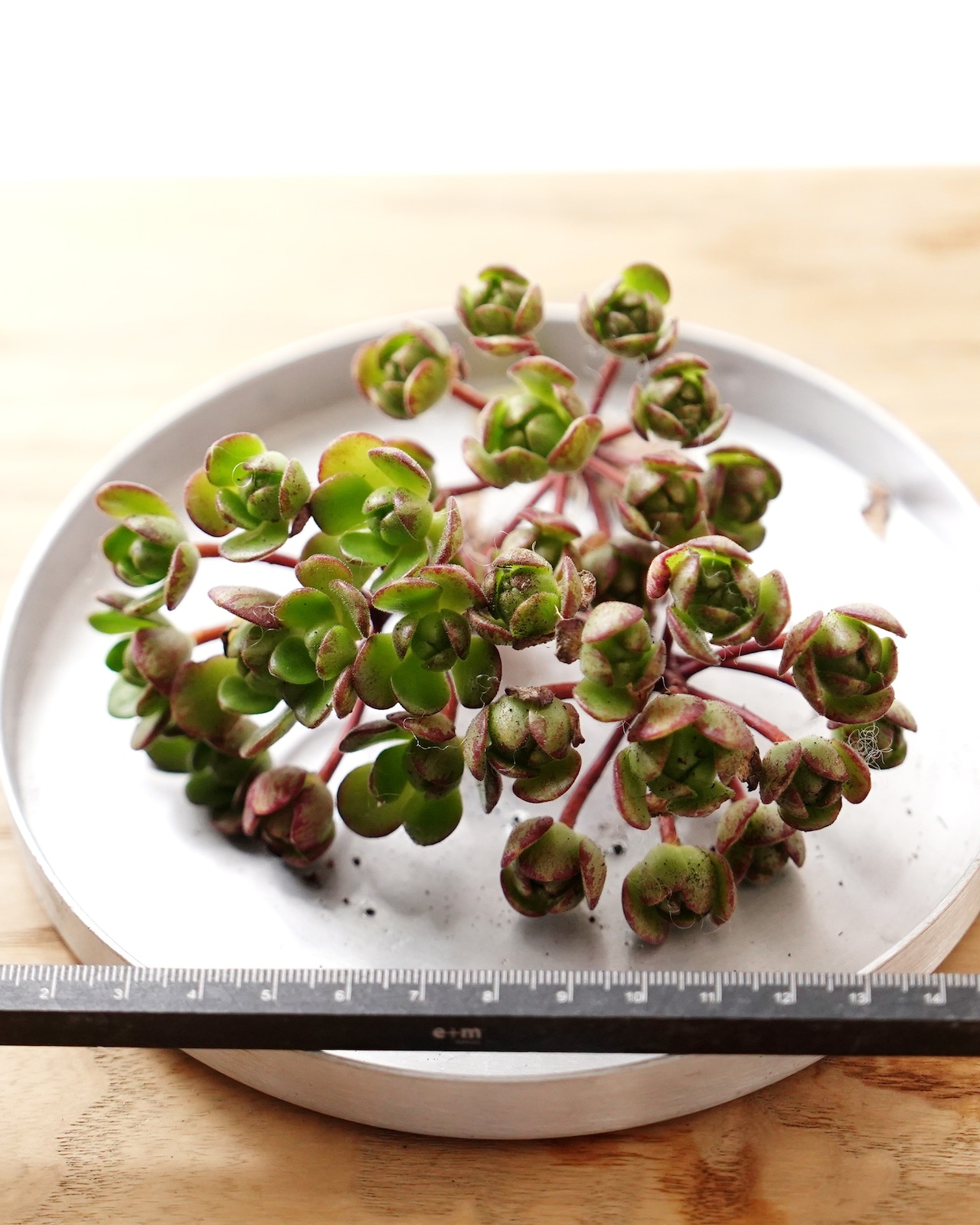 【NEW-STANDARD】 水耕栽培苗 アエオニウム サンデルシー 群生 Aeonium saundersii