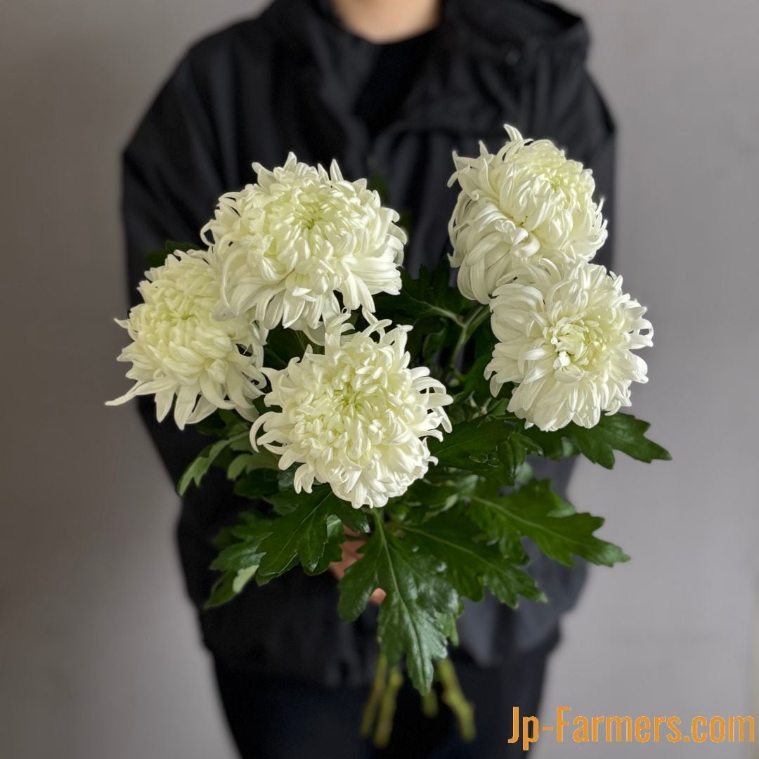 絵になる菊 セイマノアホワイト 10本 愛知県/大分県 | 新鮮お花問屋 Jp