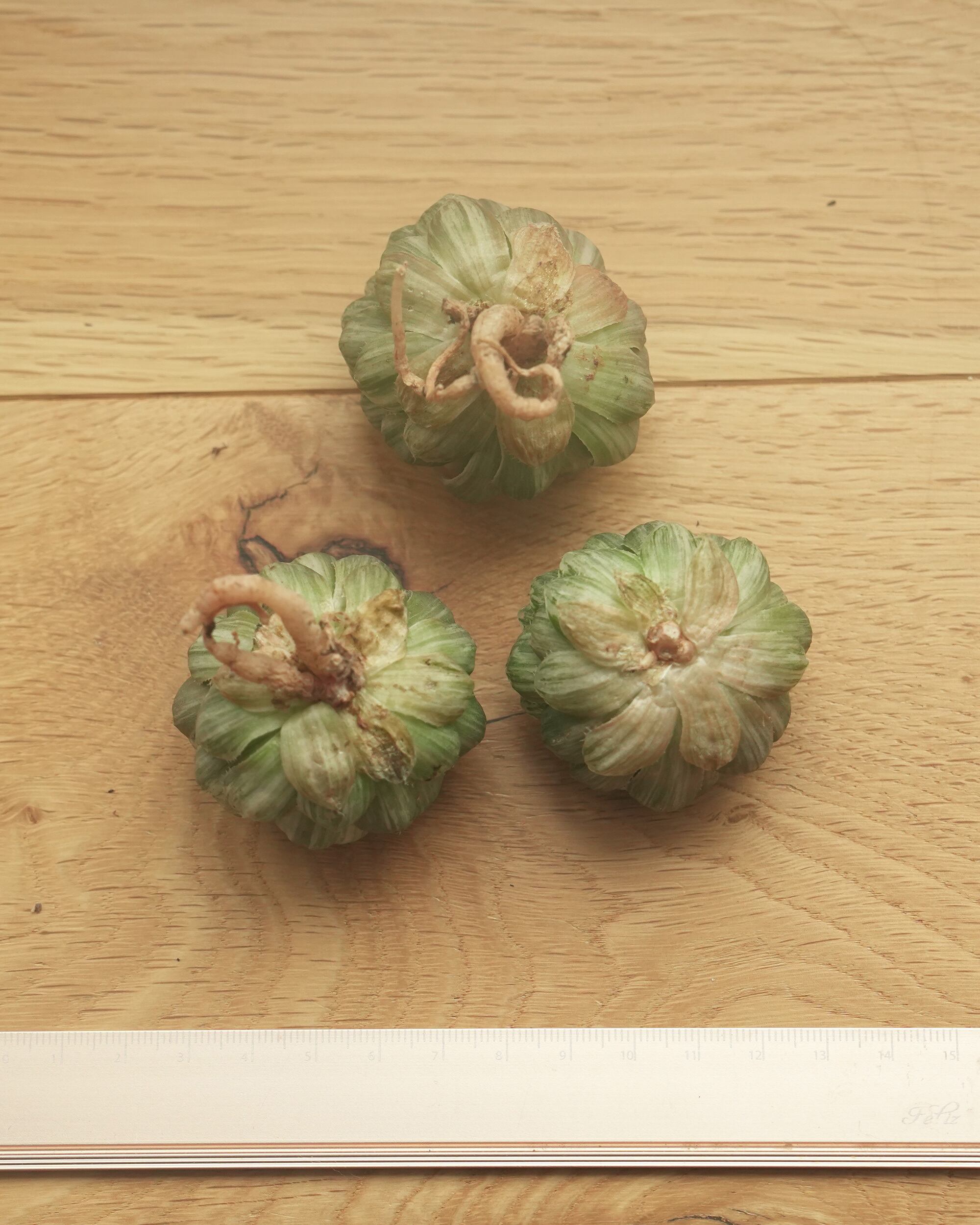 カット苗 ハオルチア エメラルドLED錦 Haworthia 'Emerald LED