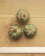 カット苗 ハオルチア エメラルドLED錦 Haworthia 'Emerald LED Variegated'