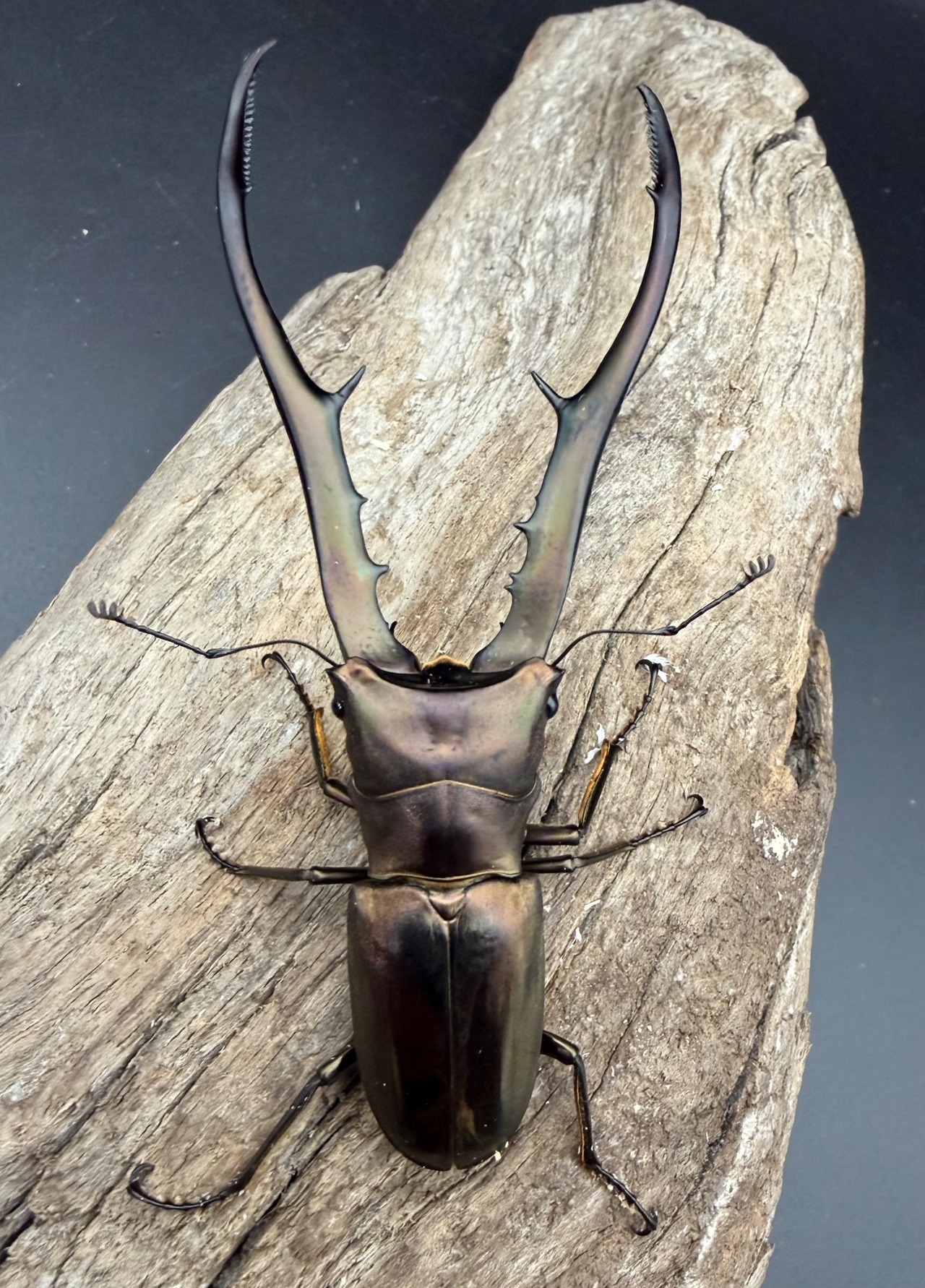 【WD】《メタリフェルホソアカ亜種フィナエ 91mm ペア》