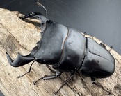 【WD】《ダイオウヒラタ 東ジャワ産 81mm ペア》