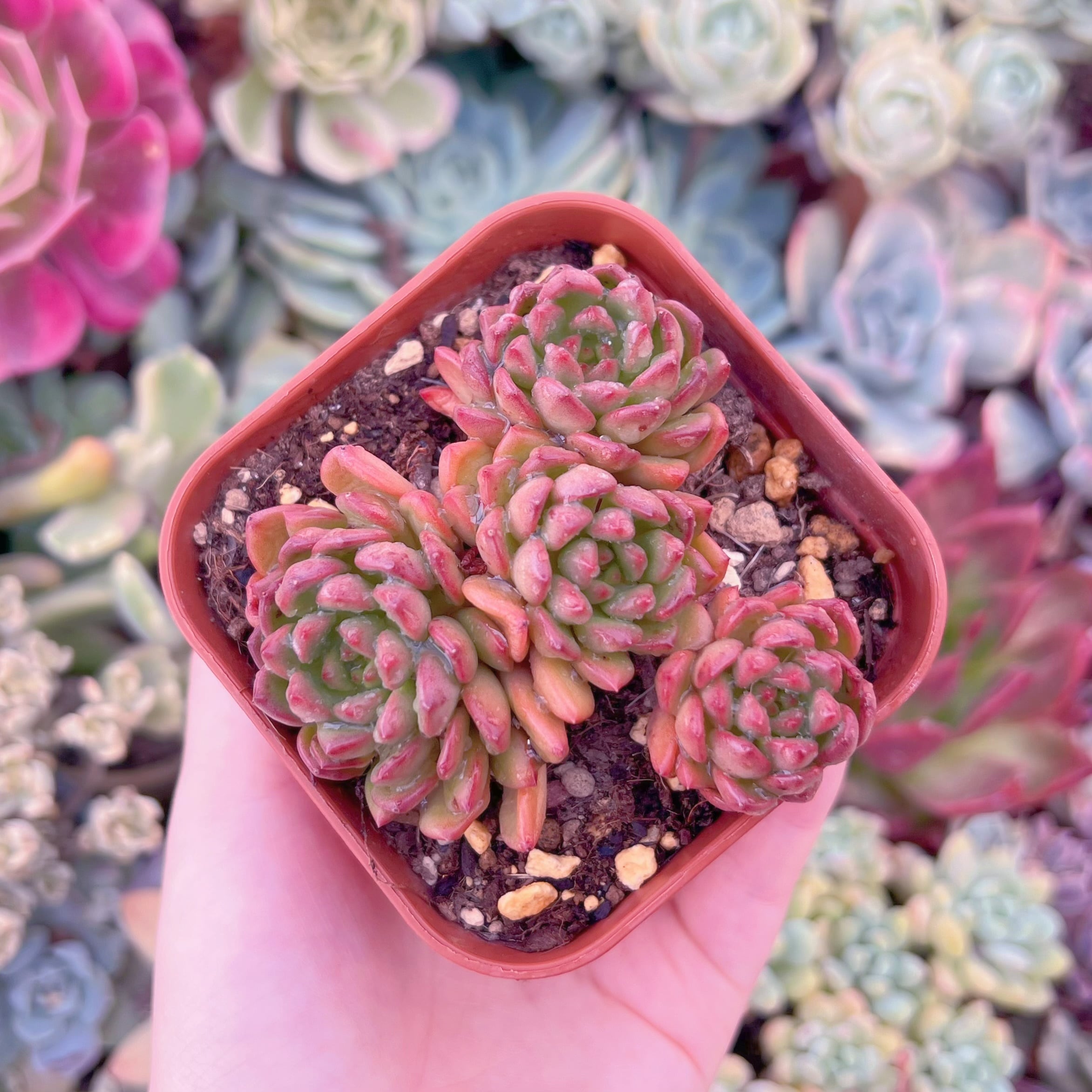 現品　ピンクルルビー#1120　群生　るる農園