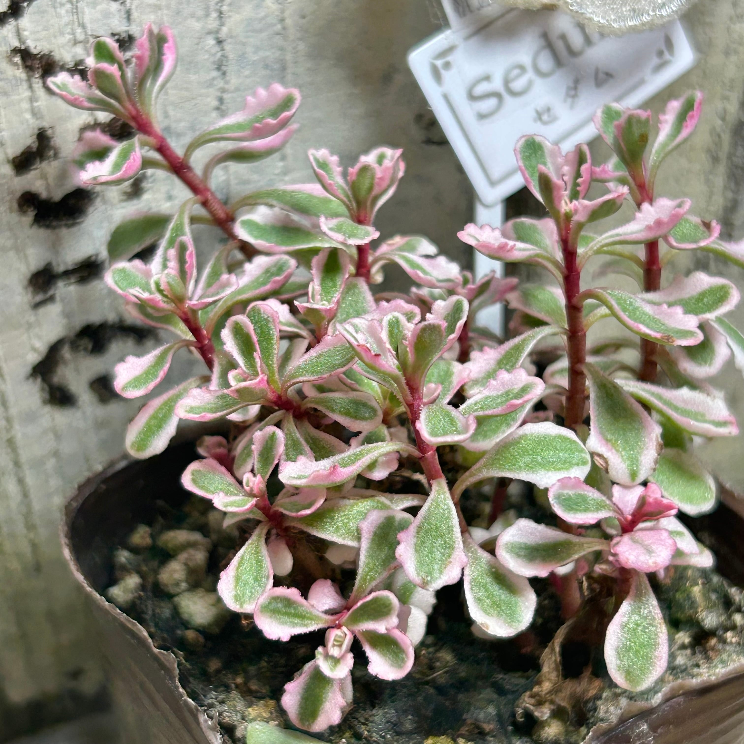 多肉植物 セダム トリカラー  抜き苗♡ セダム トリカラー | とげとげハウス