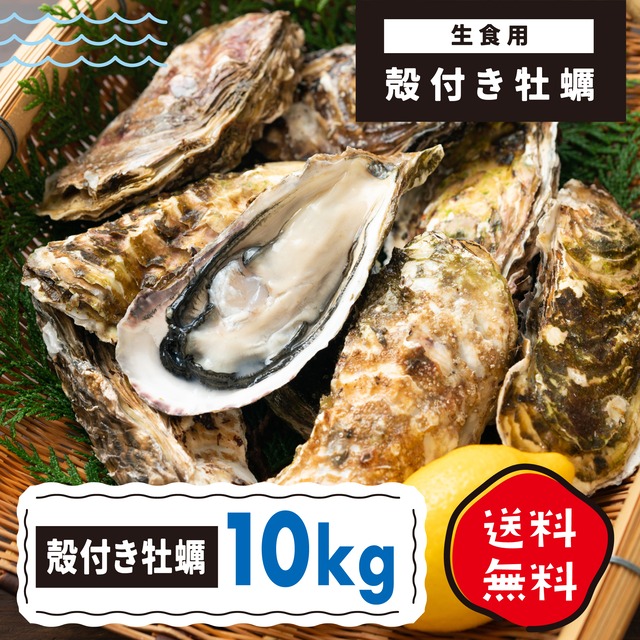 送料込！殻付き牡蠣 10Kg生食用